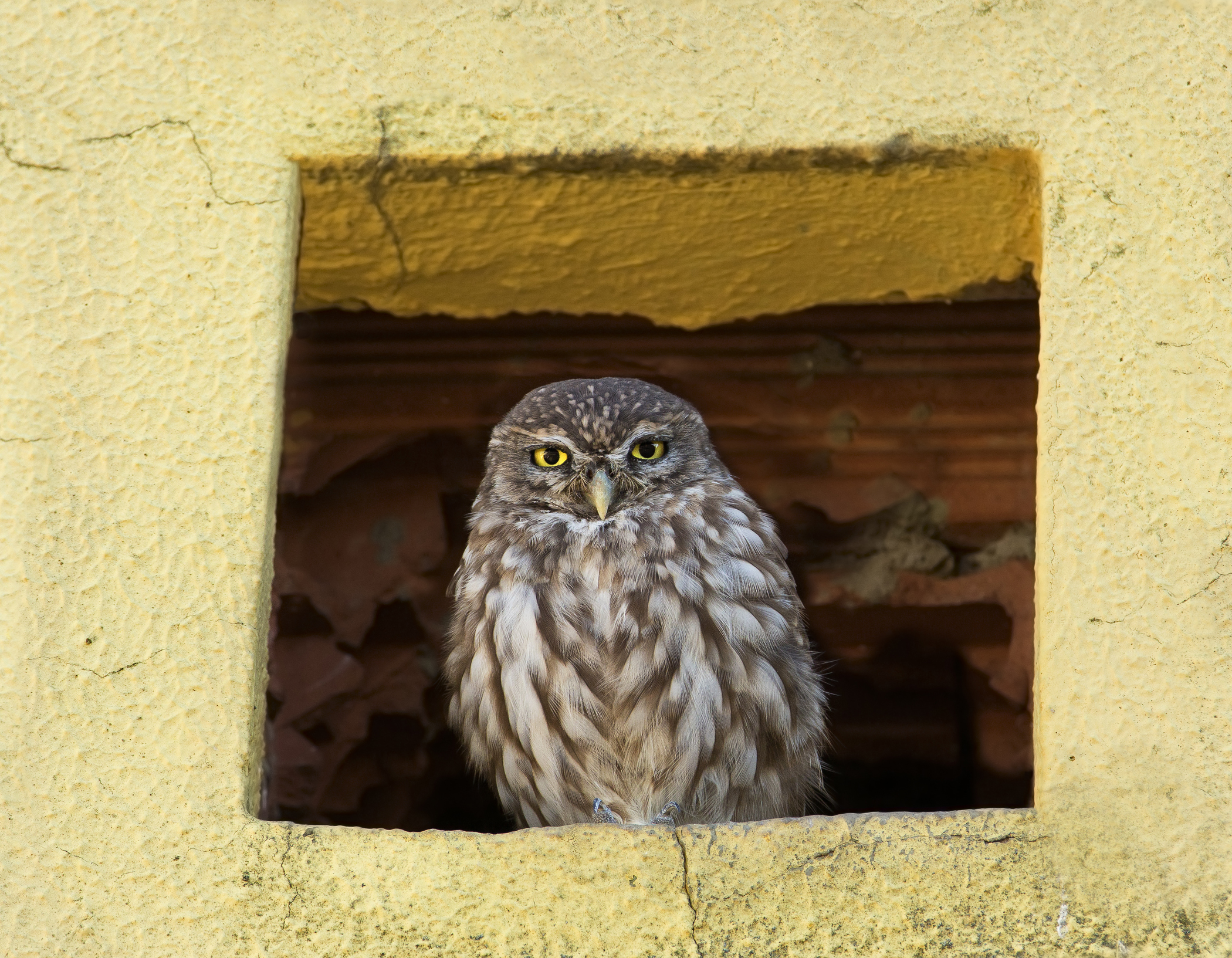 quadretto.......con civetta( athene noctua)