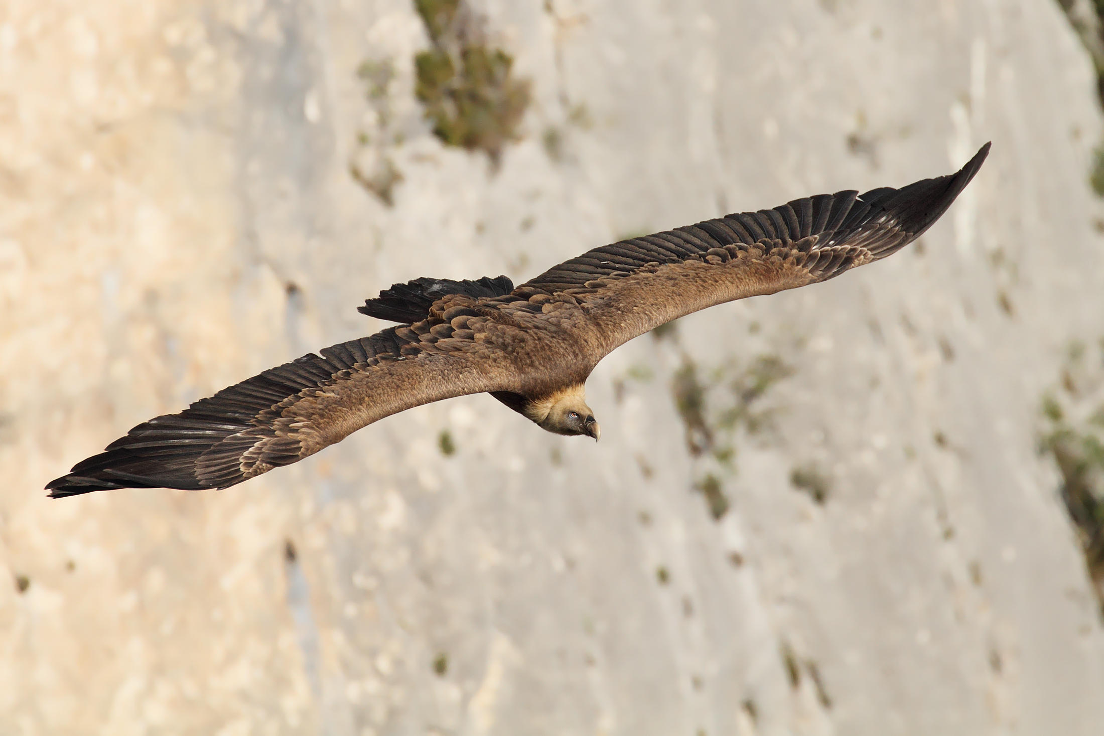 Il solito grifone........( test )