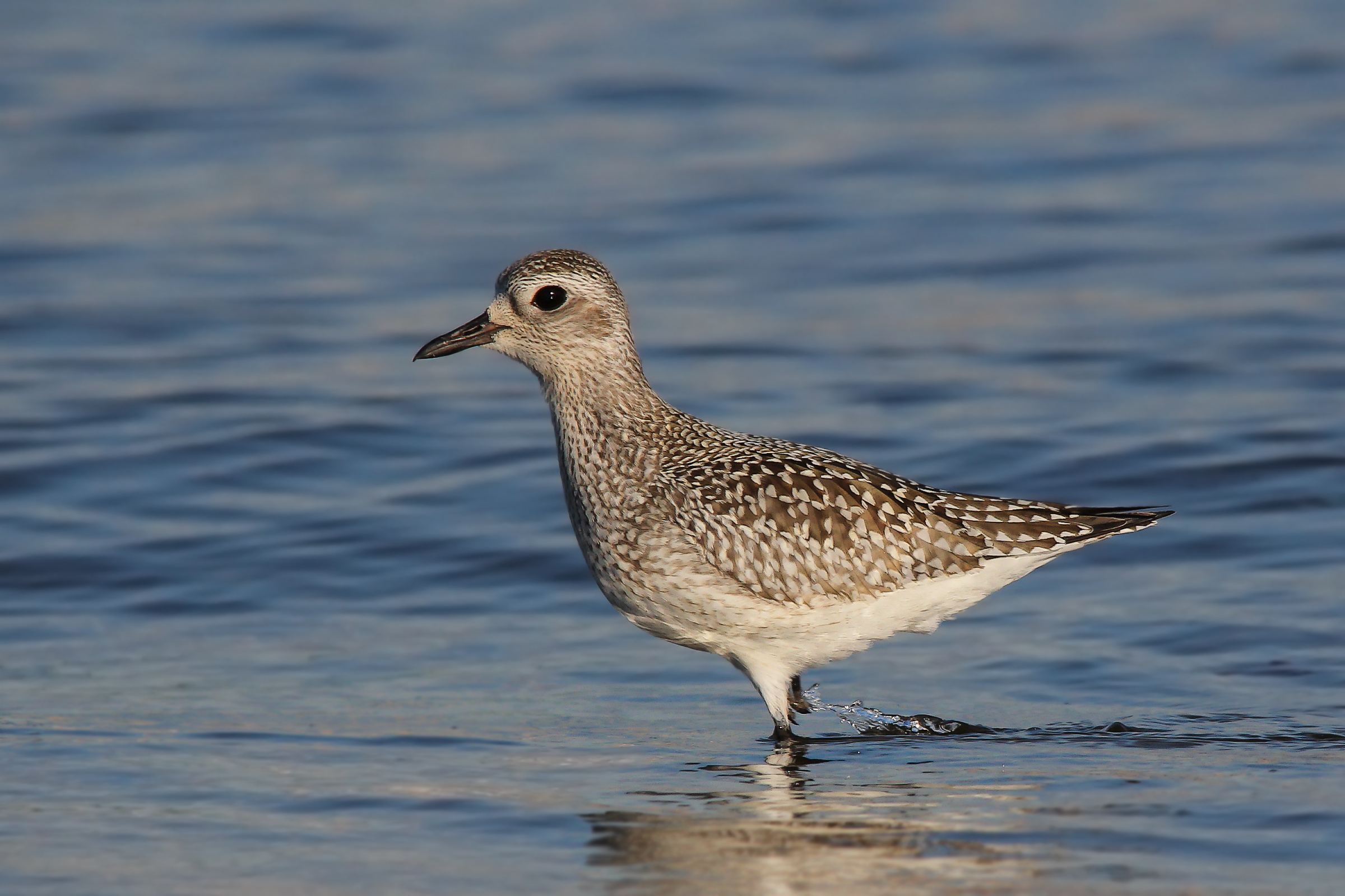 Plover