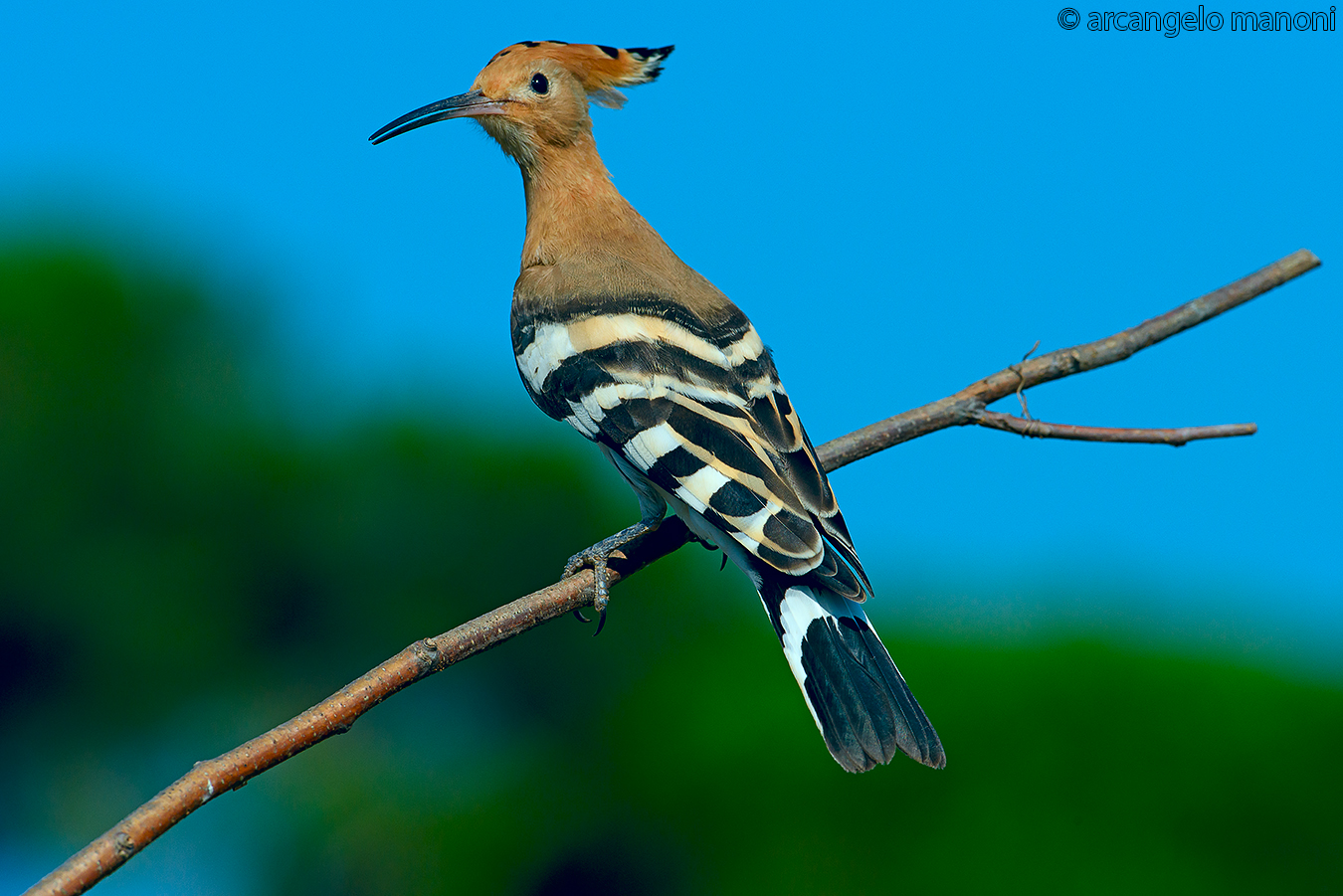 The last hoopoe