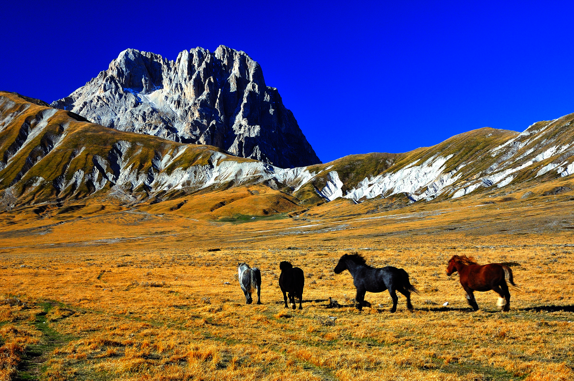 cavalli a Campo imperatore