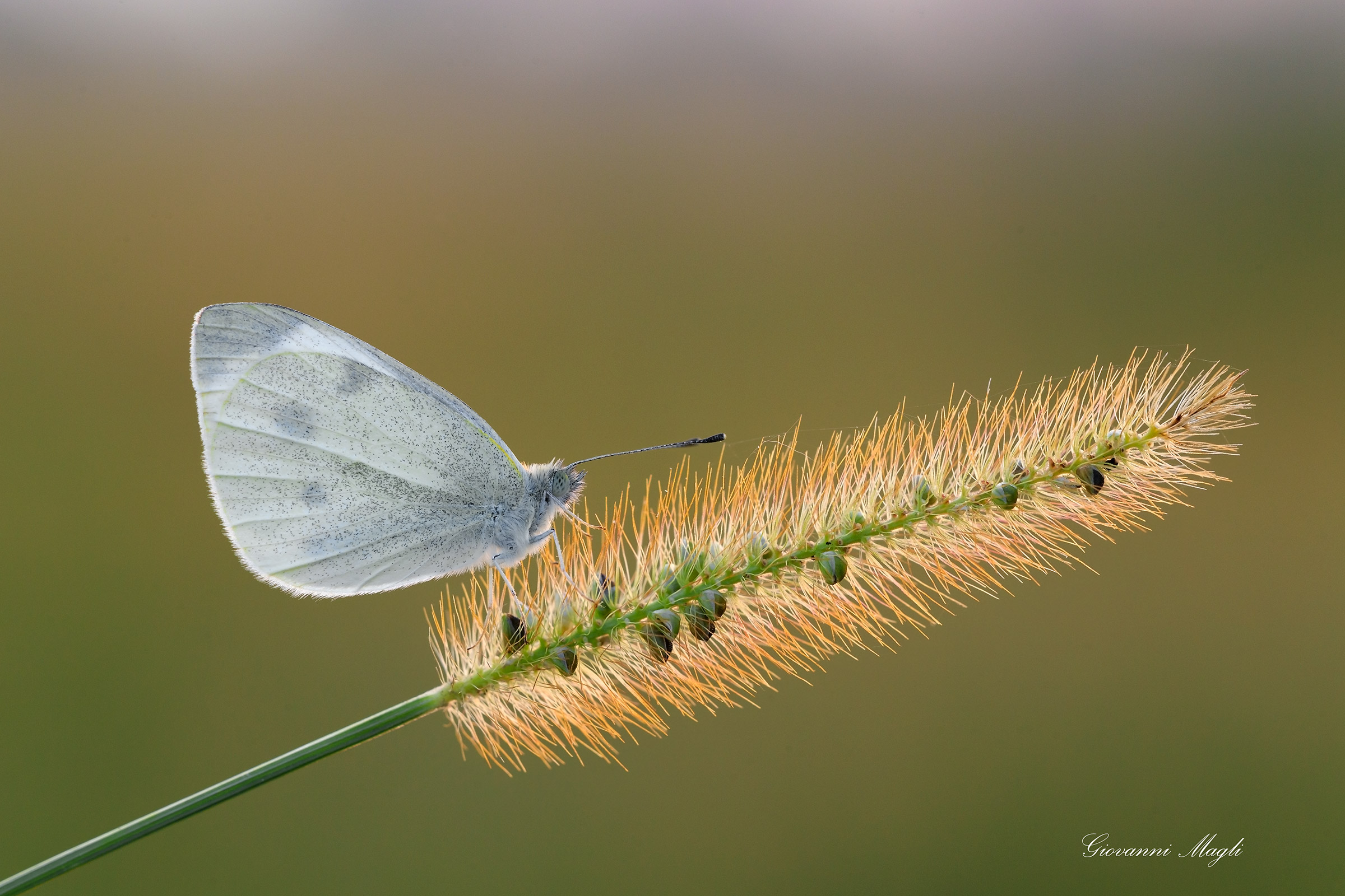 Pieride and backlight