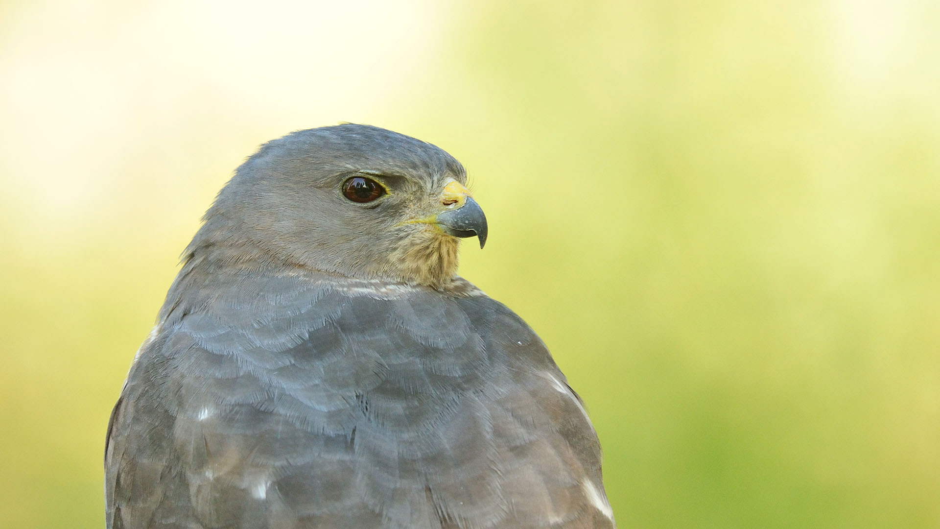 Brevipes Accipiter »sparviero Levante