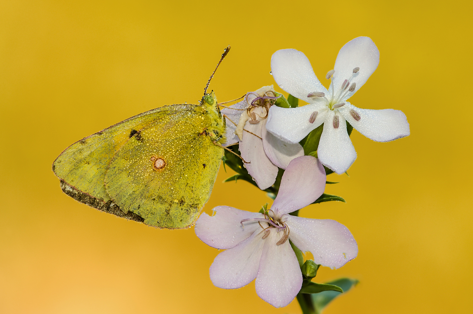 Colias crocea