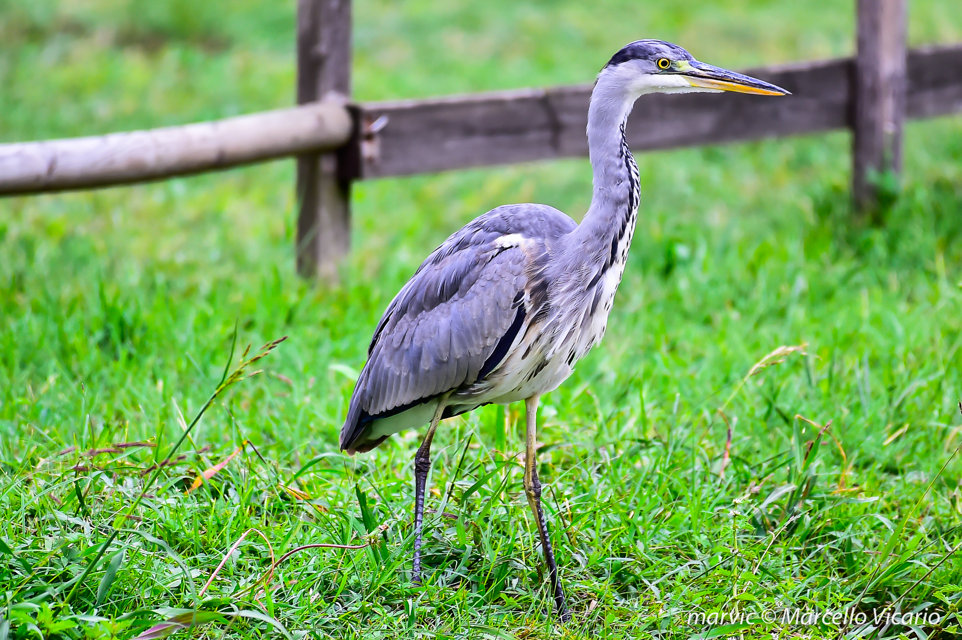 Grey Heron