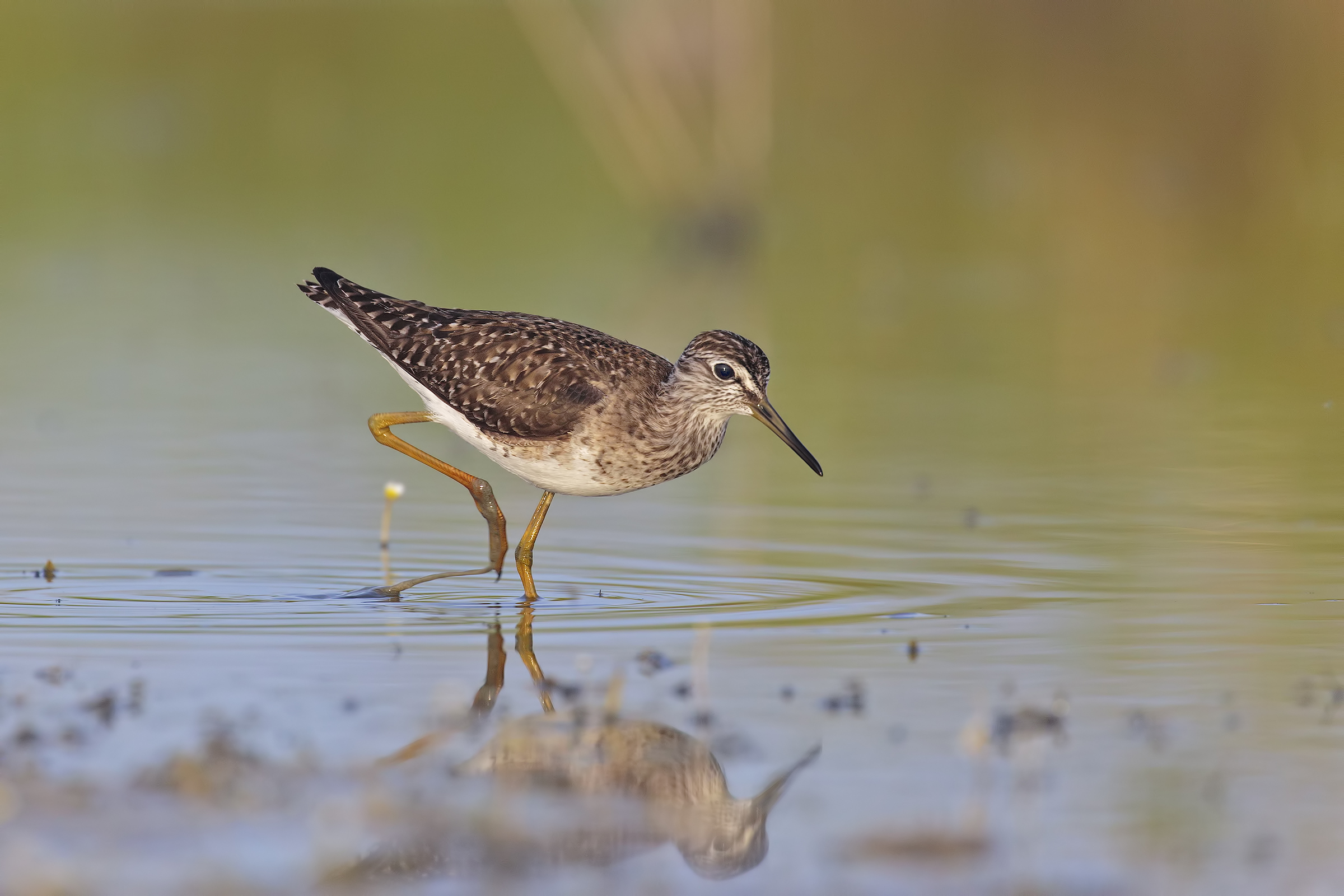 Piro piro Boschereccio