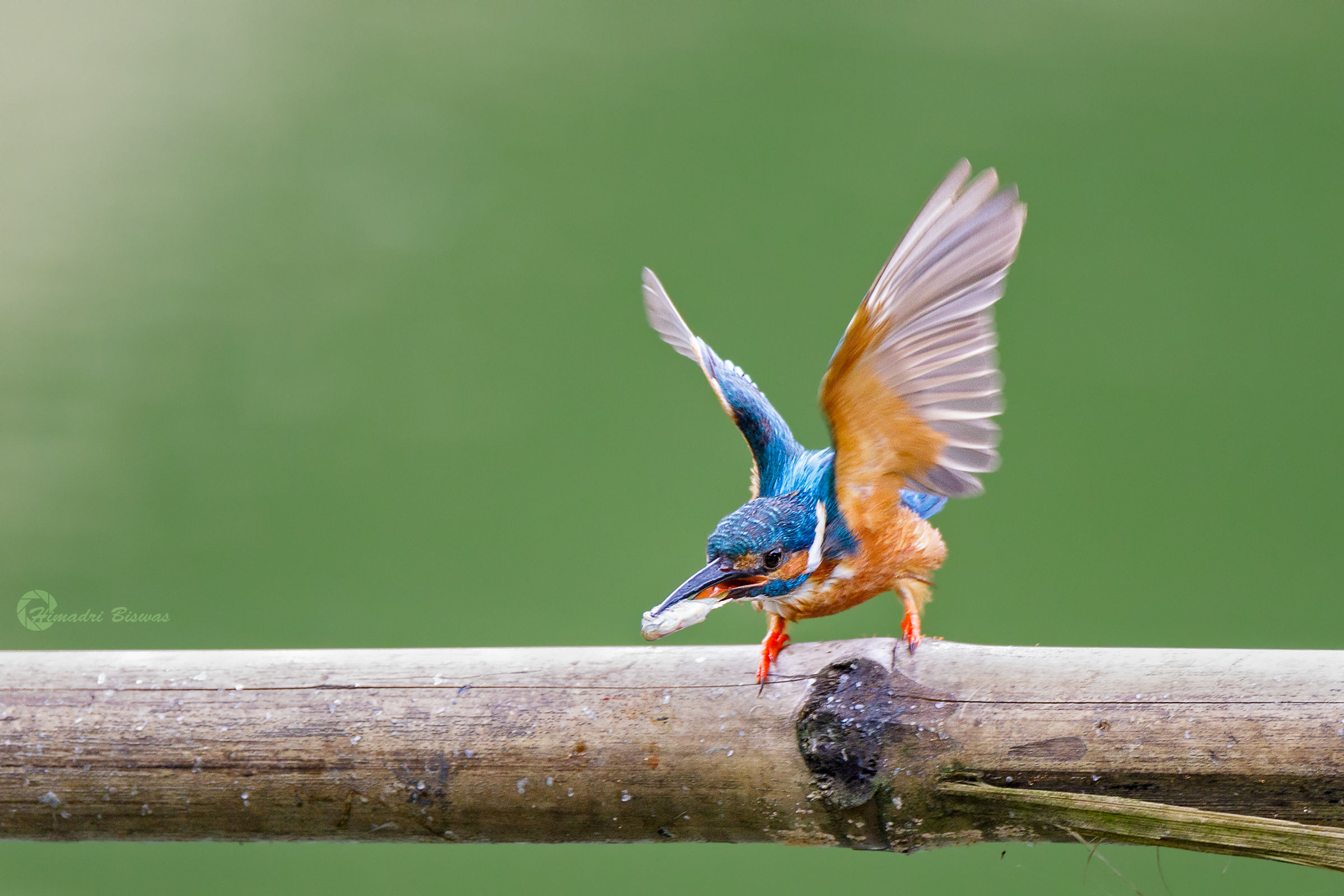 Common Kingfisher with catch