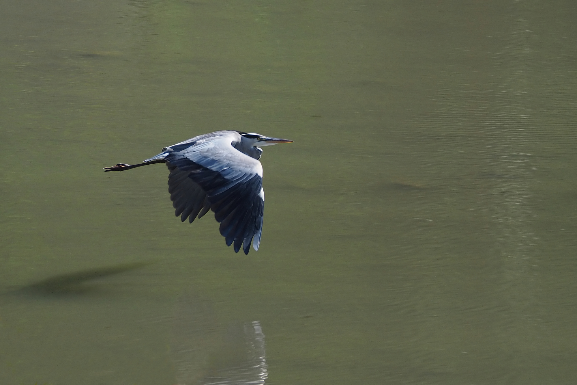 The Flight of the Heron