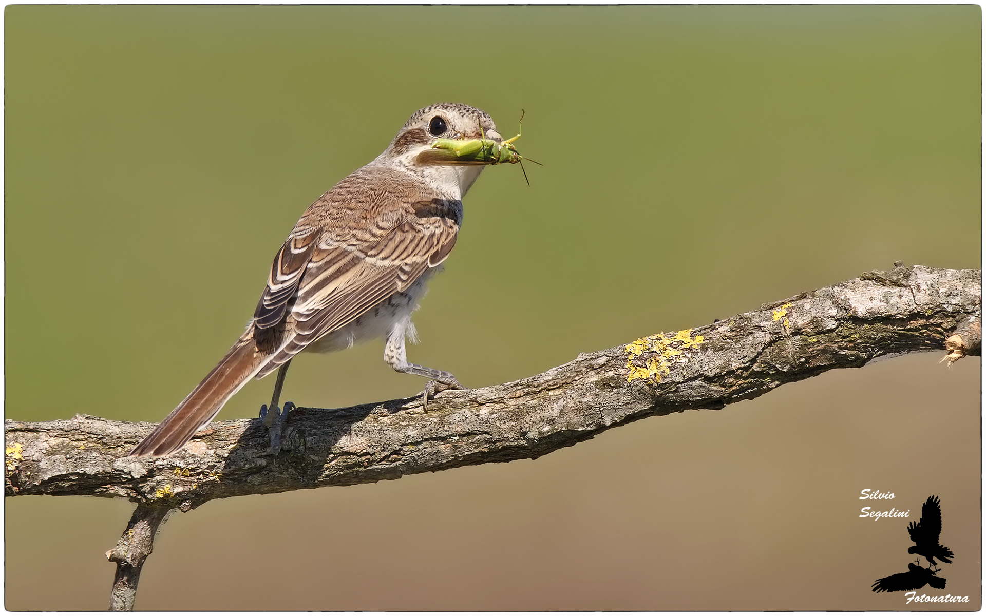 Averla piccola con bocconcino croccante
