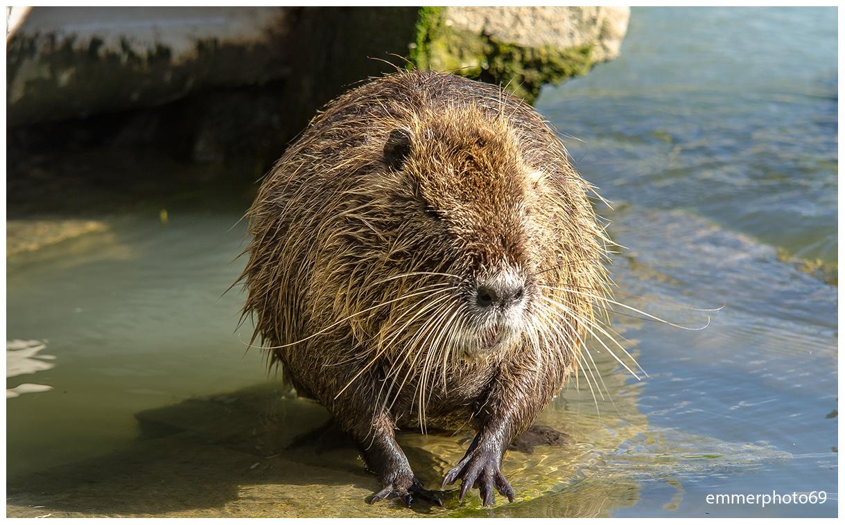 The nutria