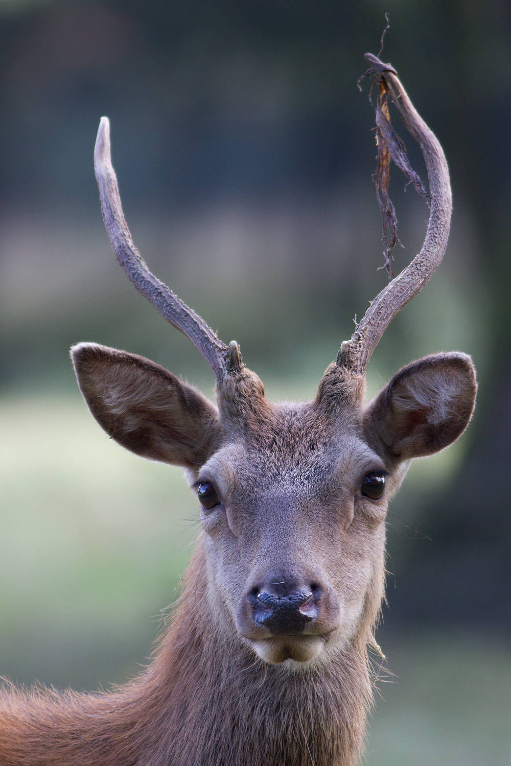 Portrait of young deer