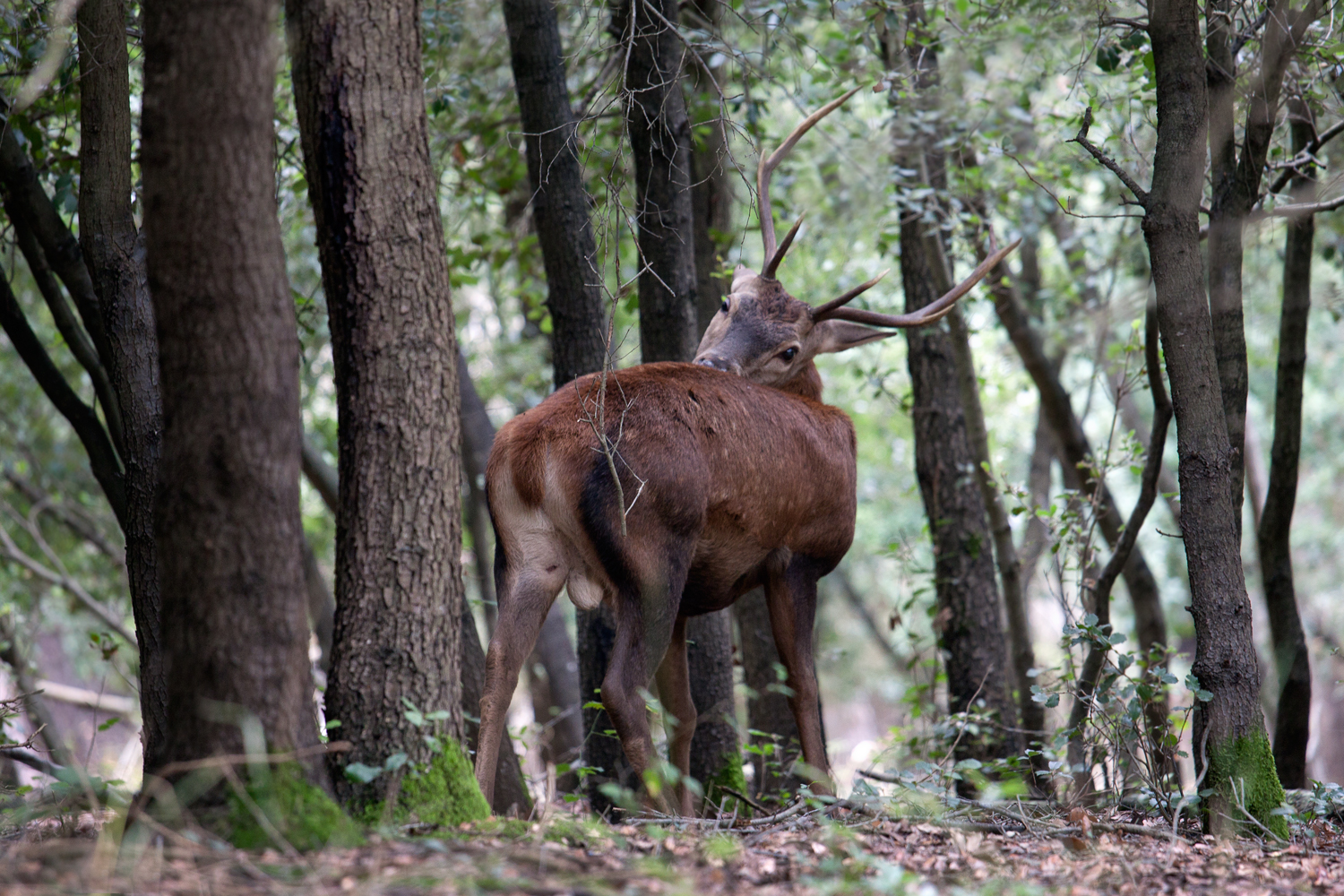 young male deer