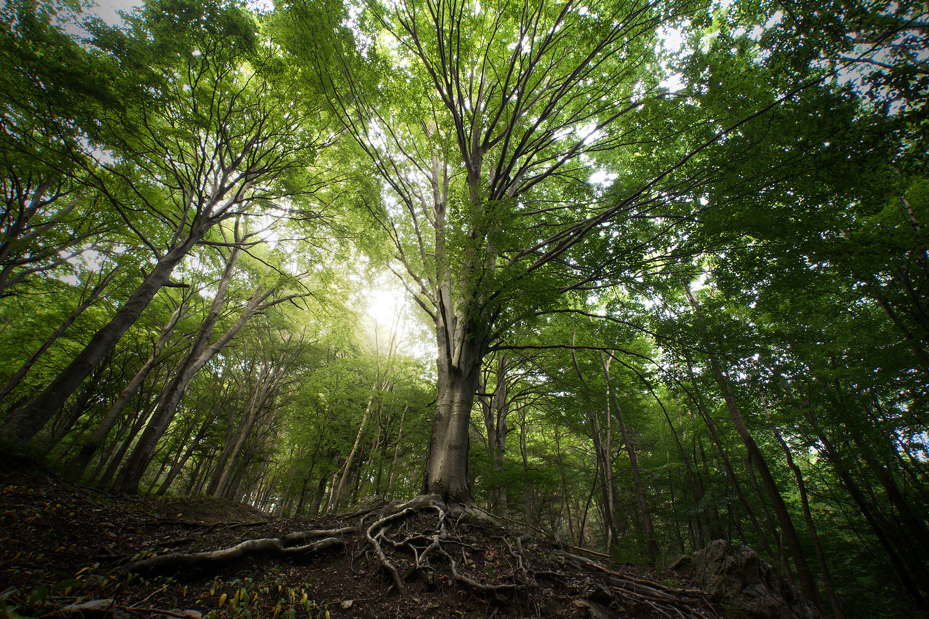 The tree of the Sacred Mountain