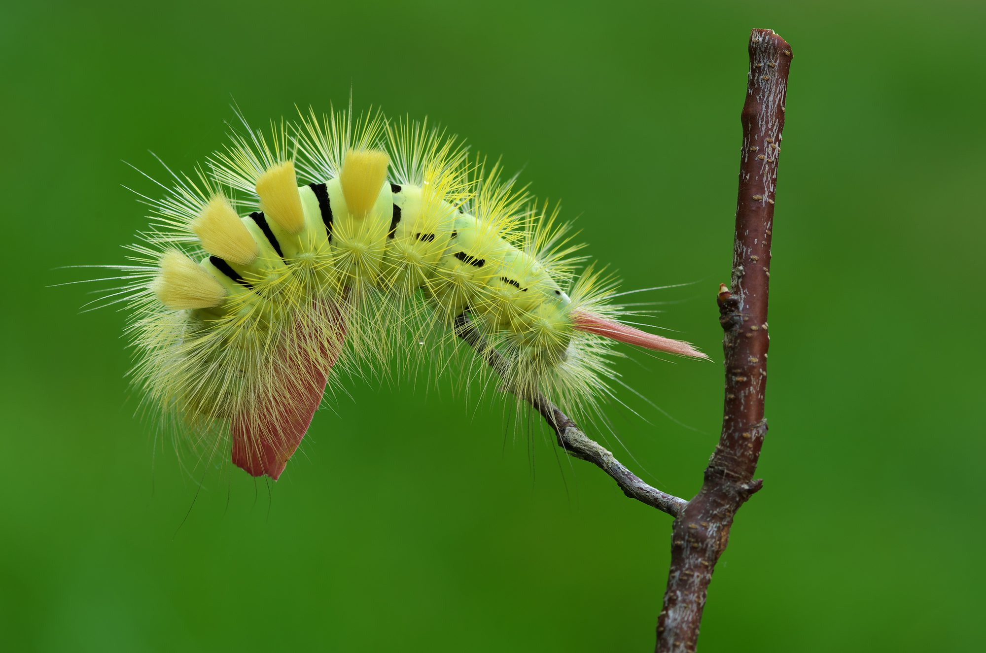Calliteara pudibunda