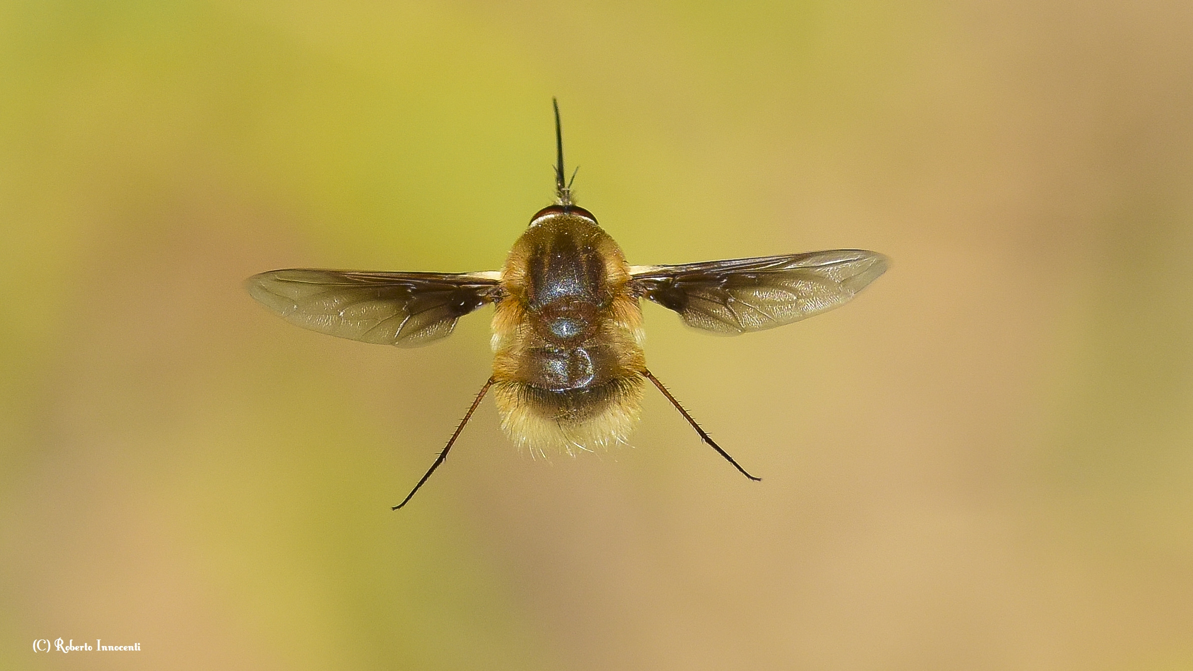 La mia guida personale.