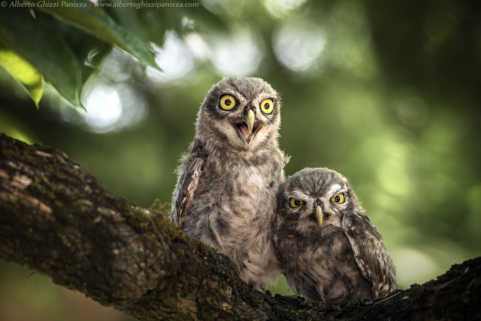 Or mioddioooooo ....