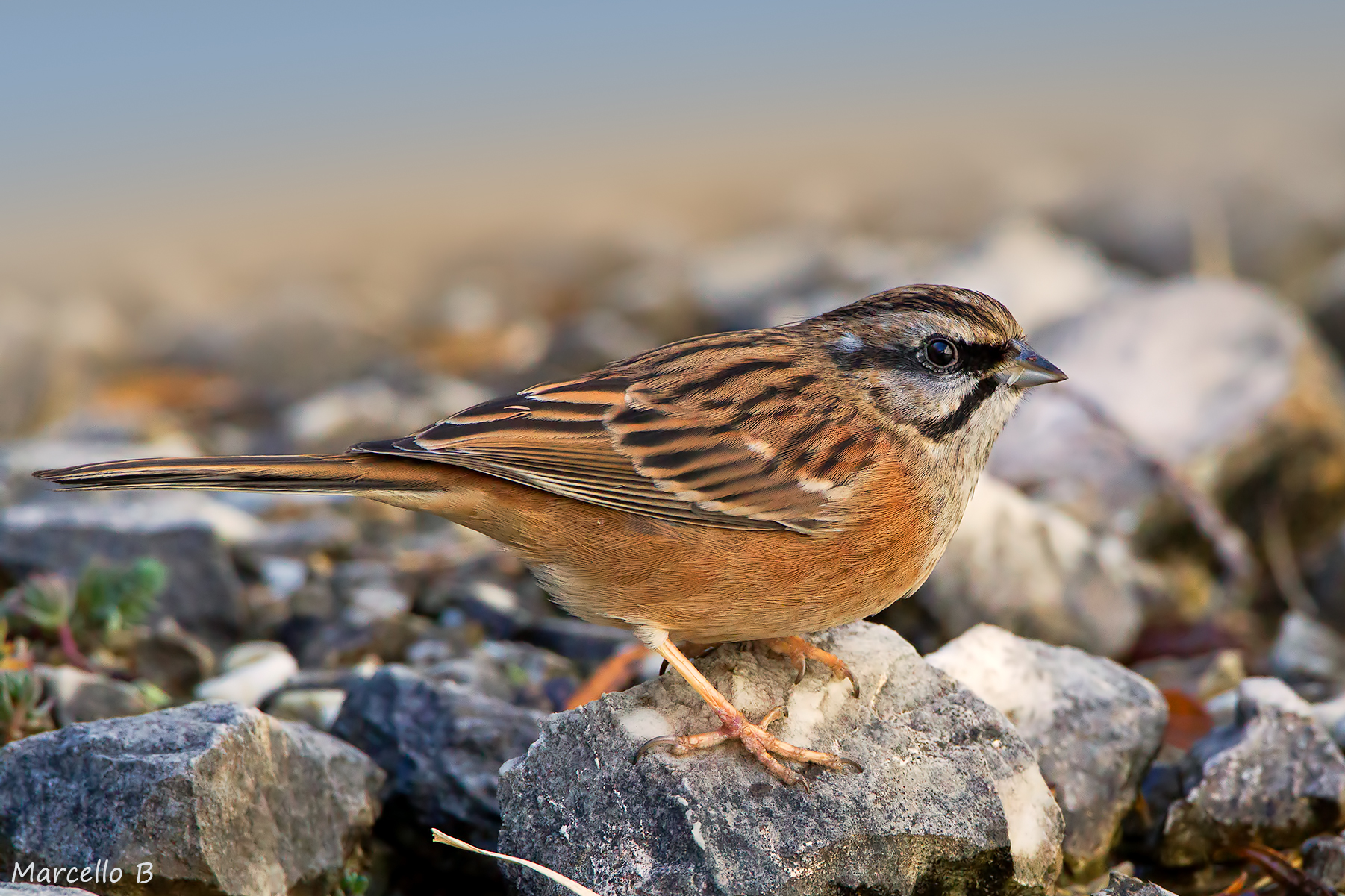 Rock Bunting - Apuan Alps.