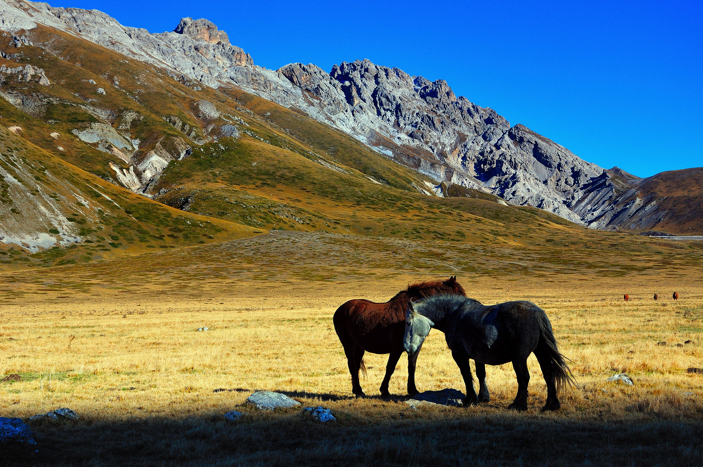 cavalli. Campo Imperatore
