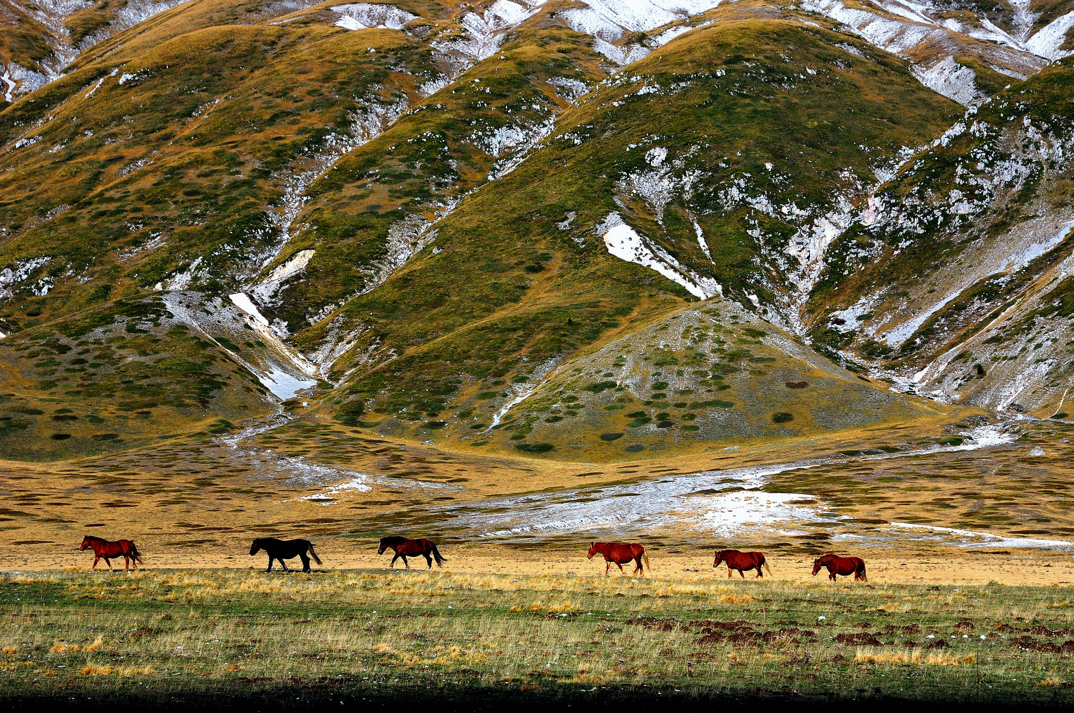 cavalli. Campo Imperatore