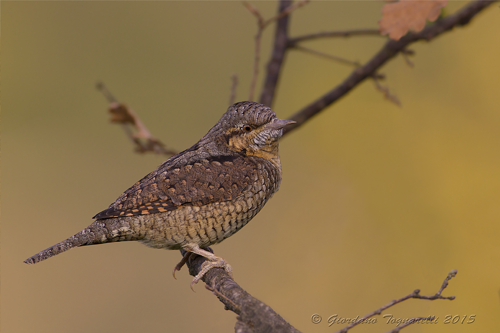The first signs of autumn ...
