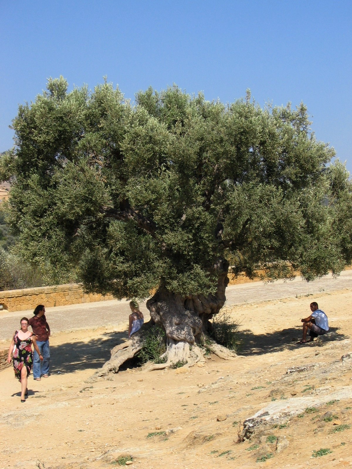 Three thousand years and still going strong