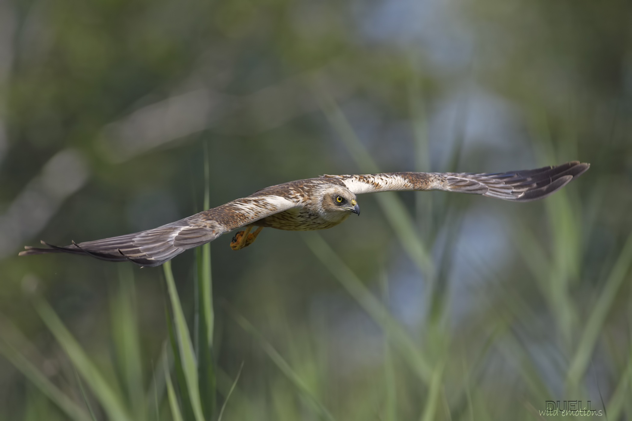 gliding on the reeds