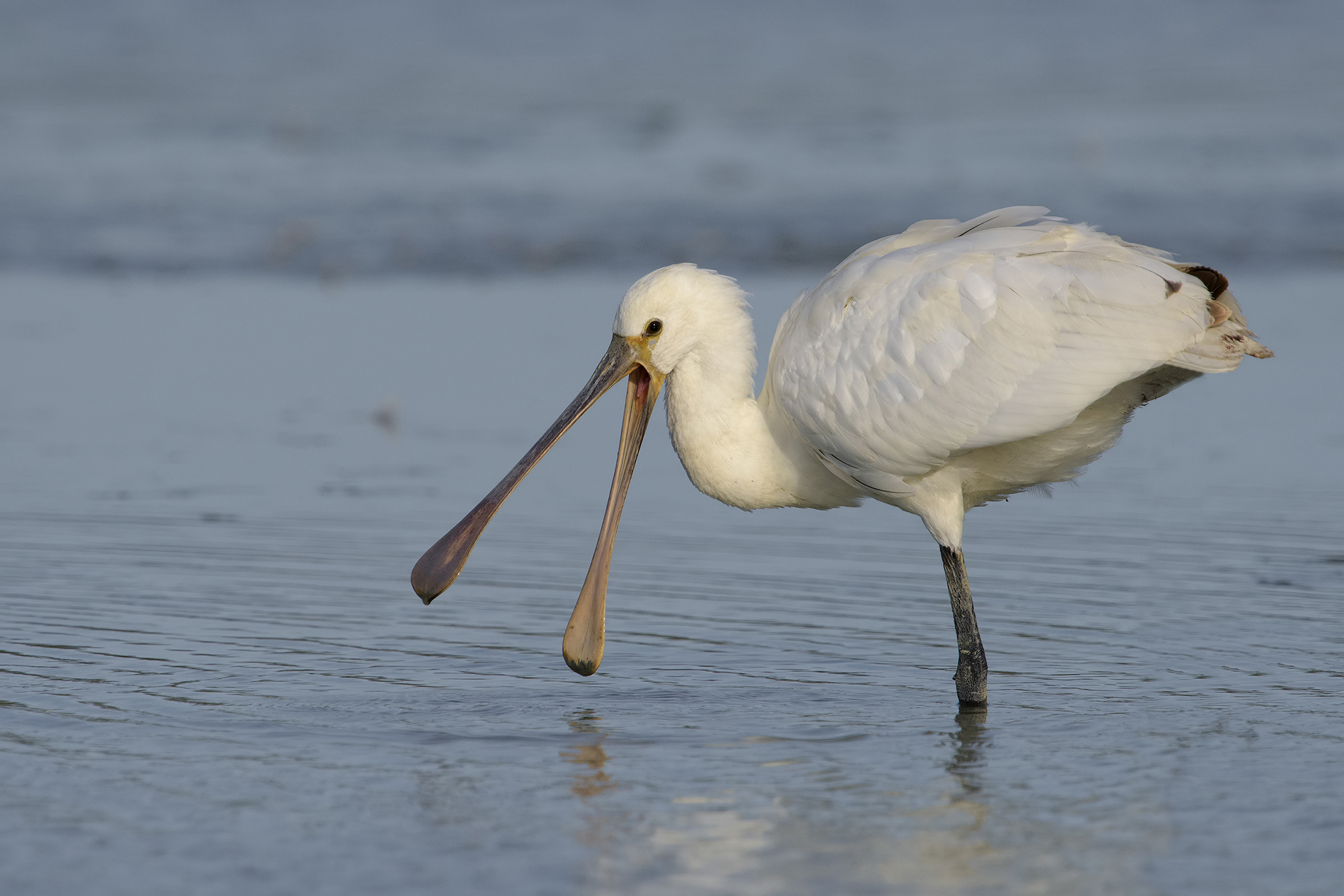 la smorfia della spatola