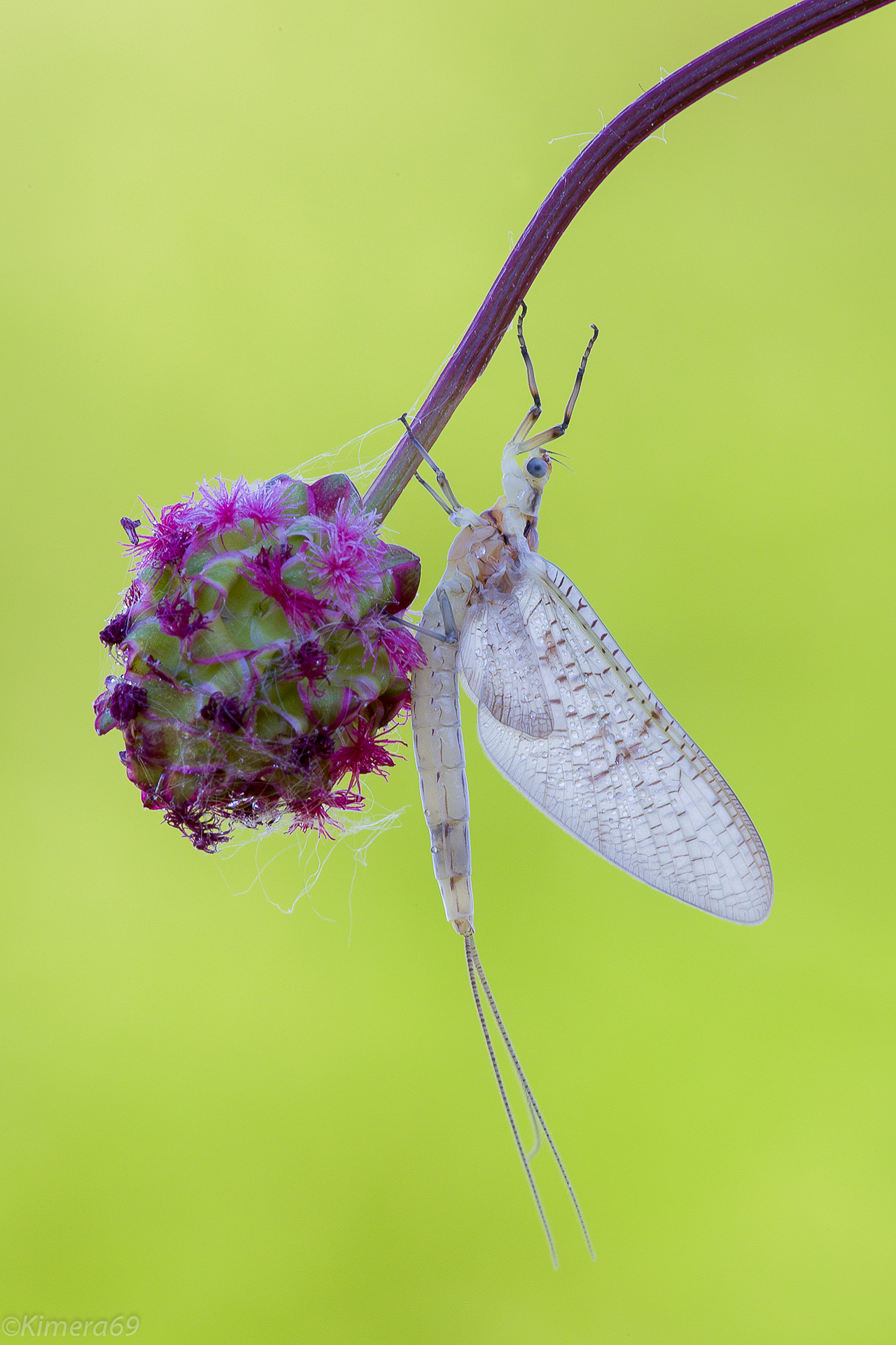dancing in the green