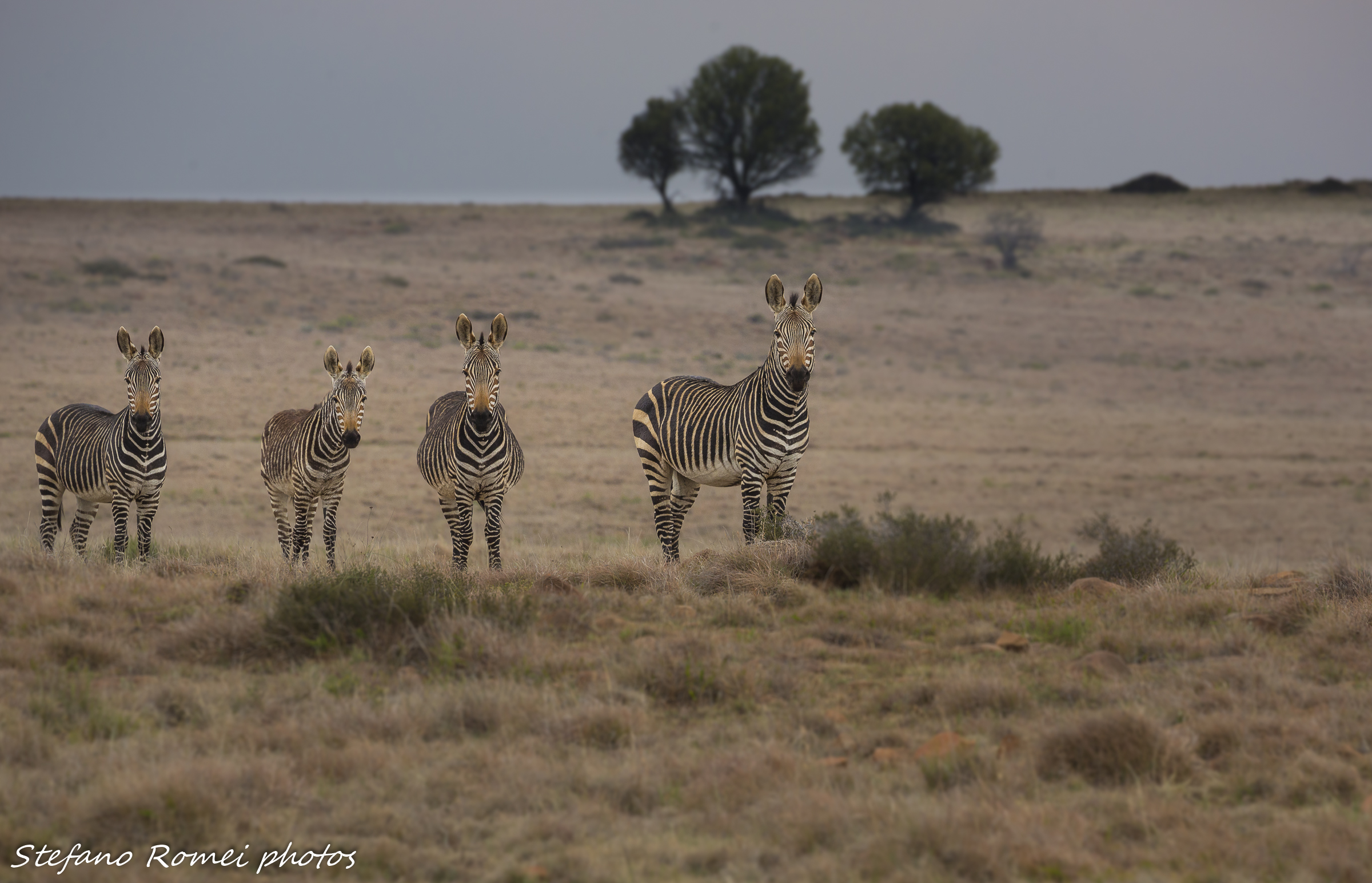 cape mountain zebra