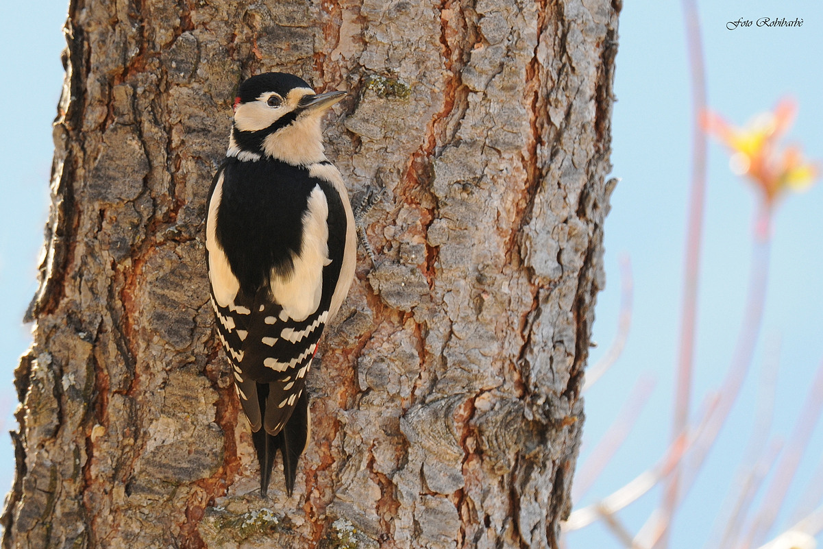 Picchio rosso maggiore....