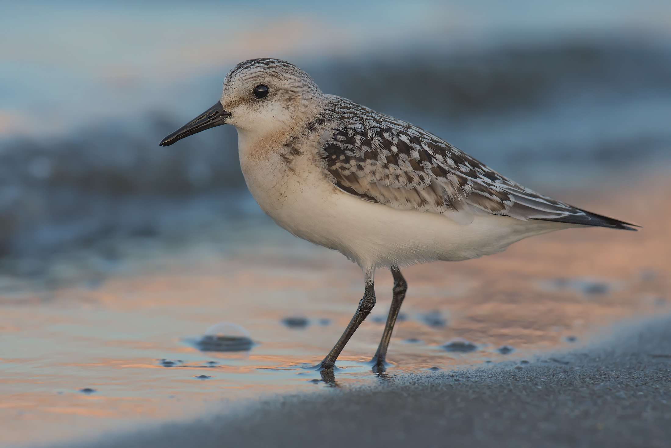 Piovanello Tridattilo