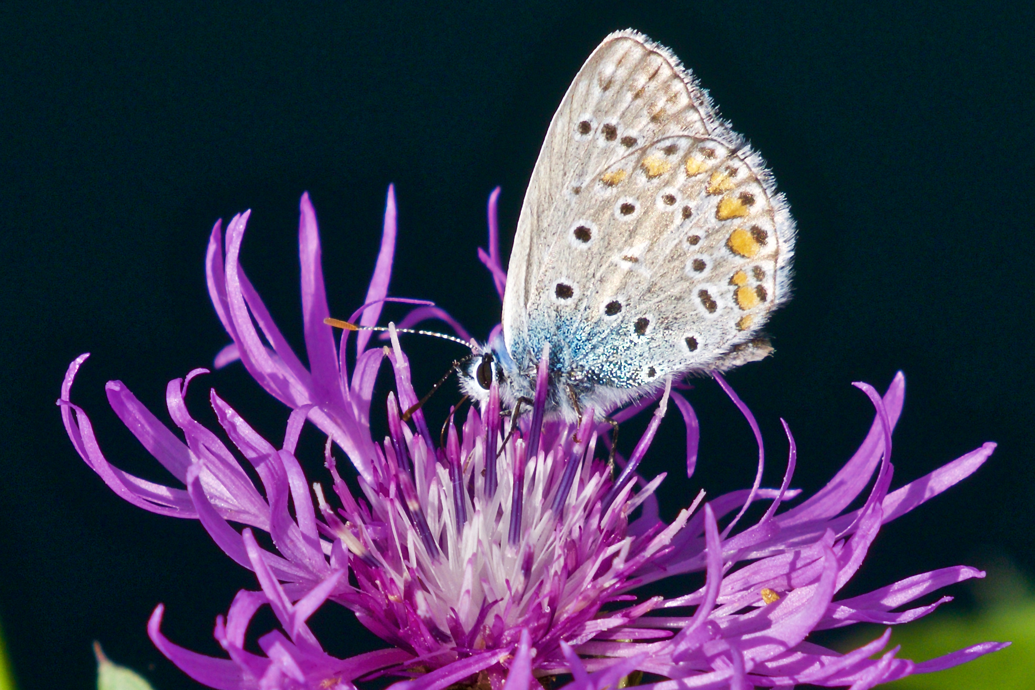 Polyommatus thersites