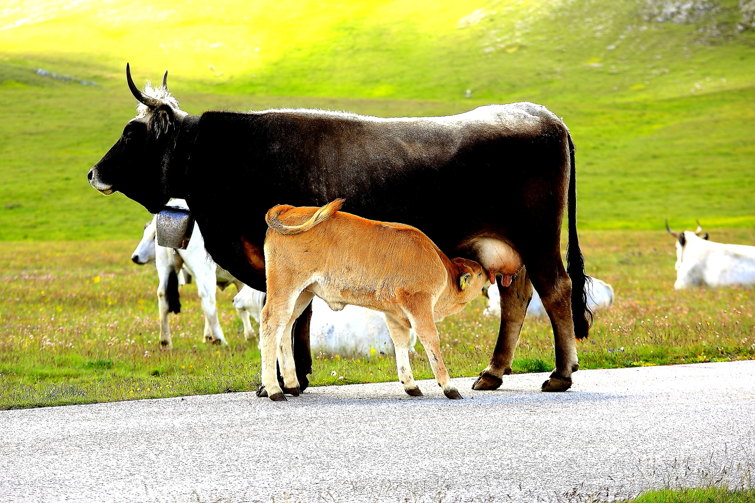 Pasture in Campo Imperatore.