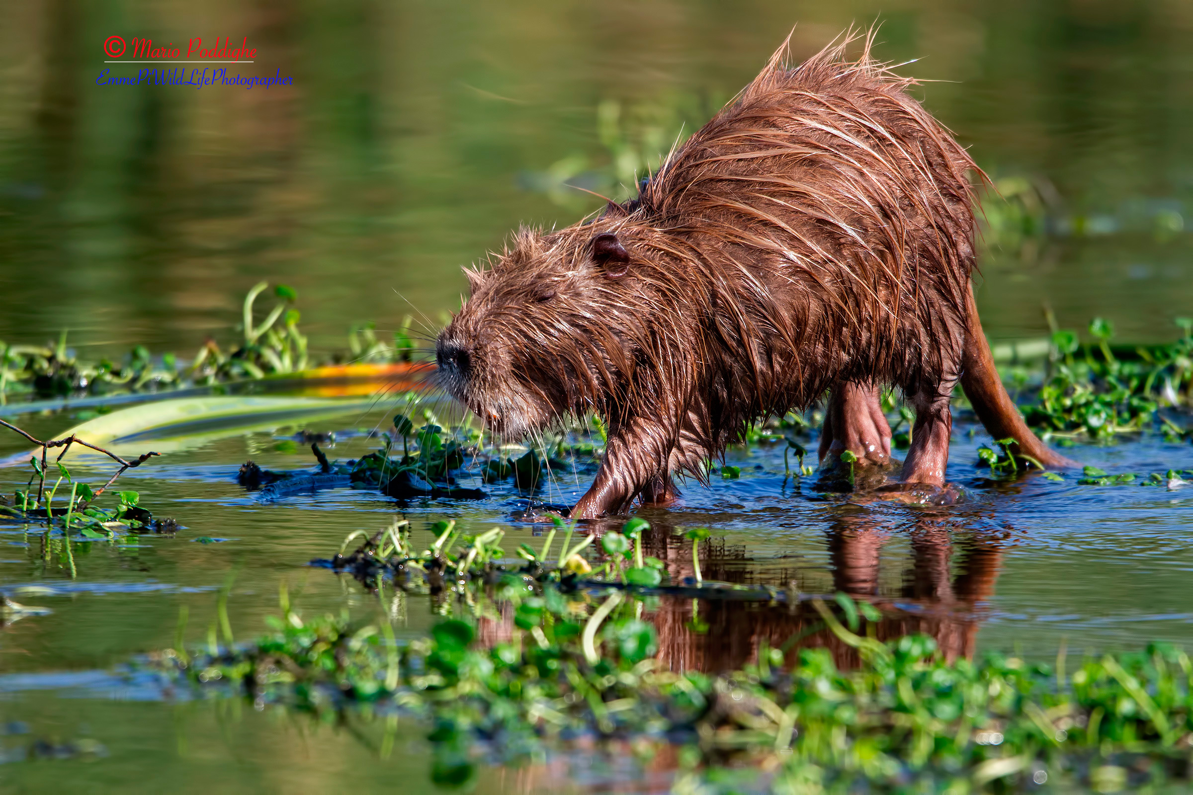 Nutria
