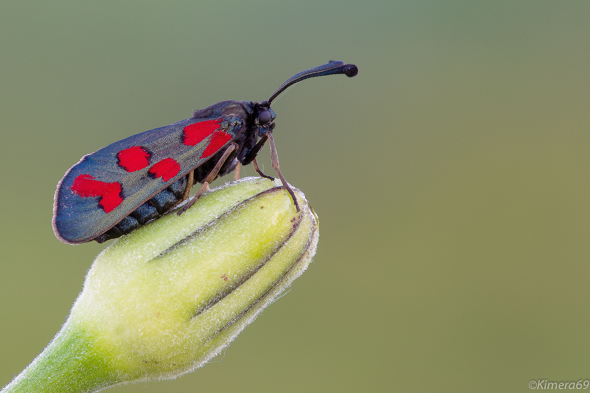 Zygaena Sp