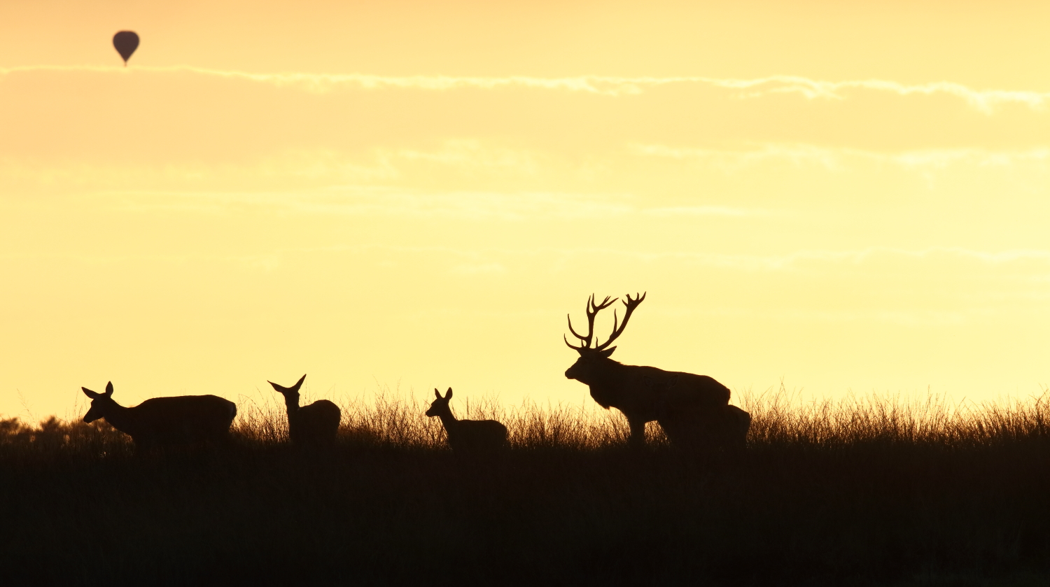 Deer at Sunset