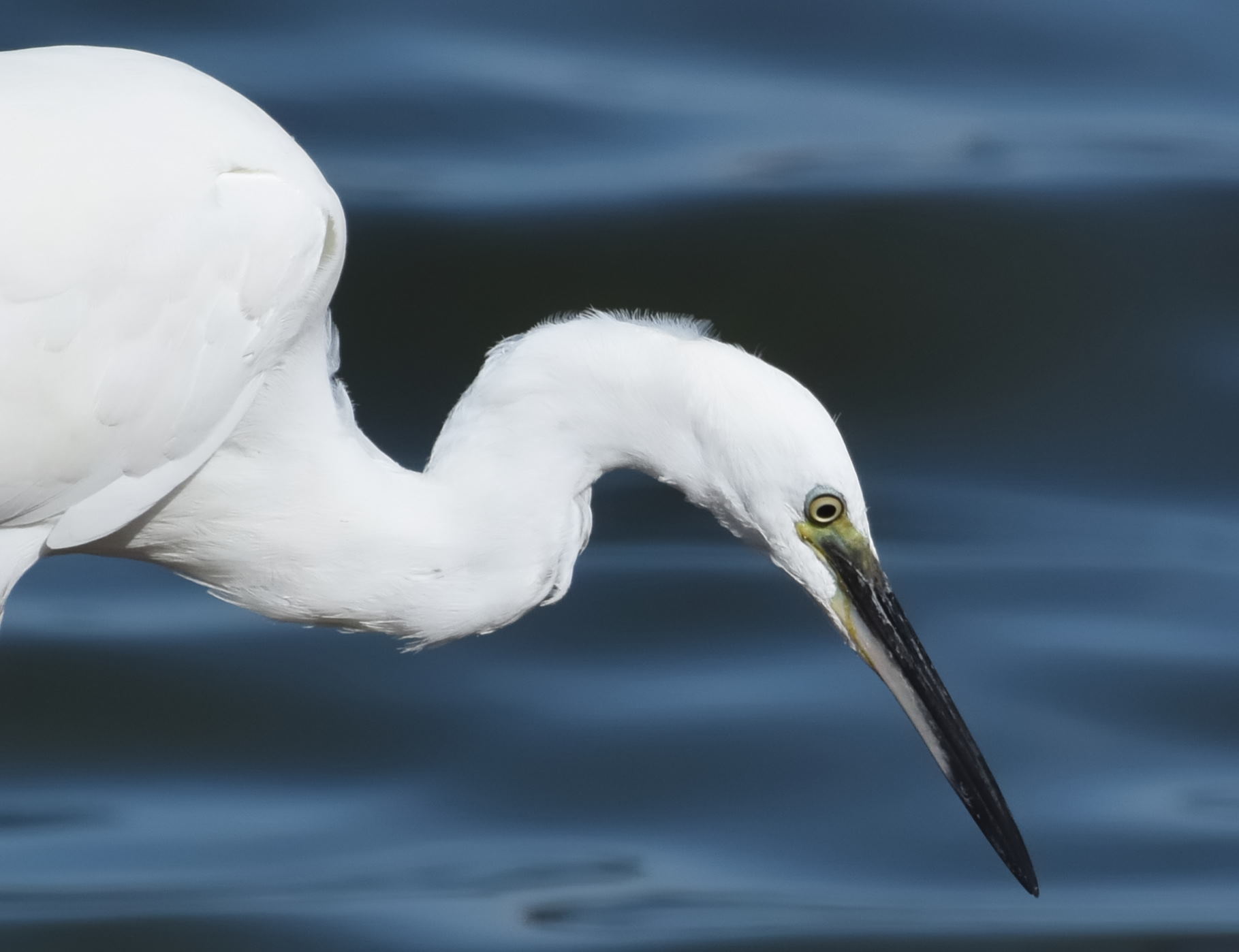 Garzetta Delta del Po (ro)