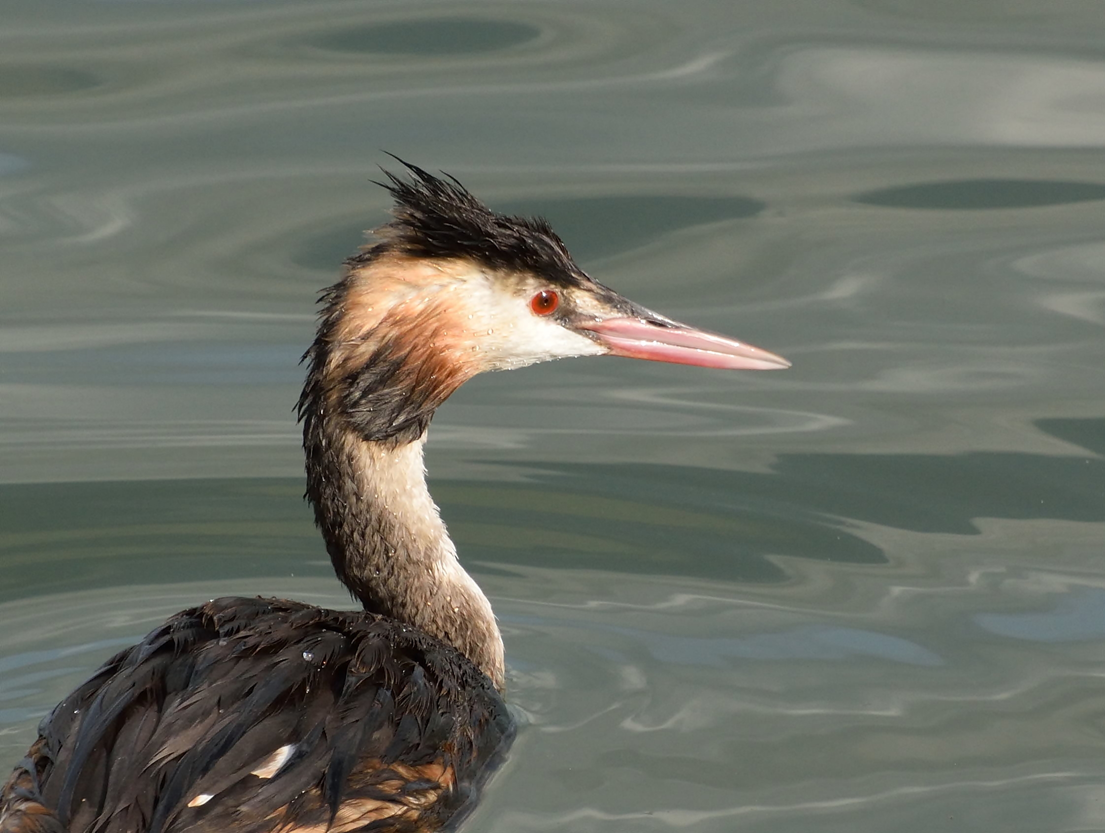 Svasso maggiore Delta del Po (ro)