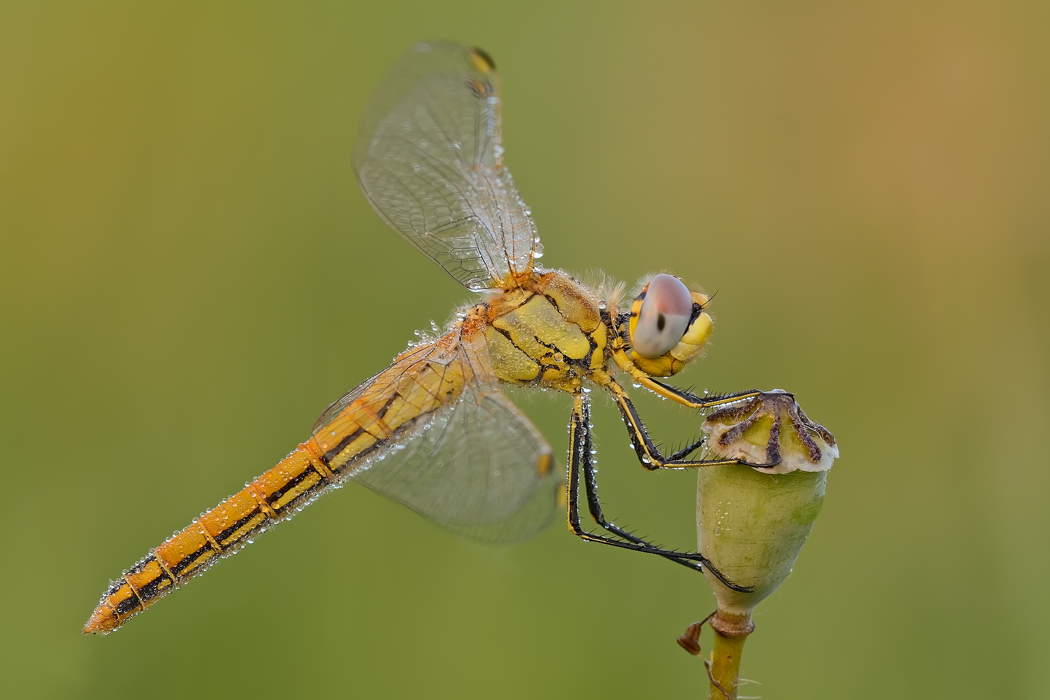Sympetrum foncolombii