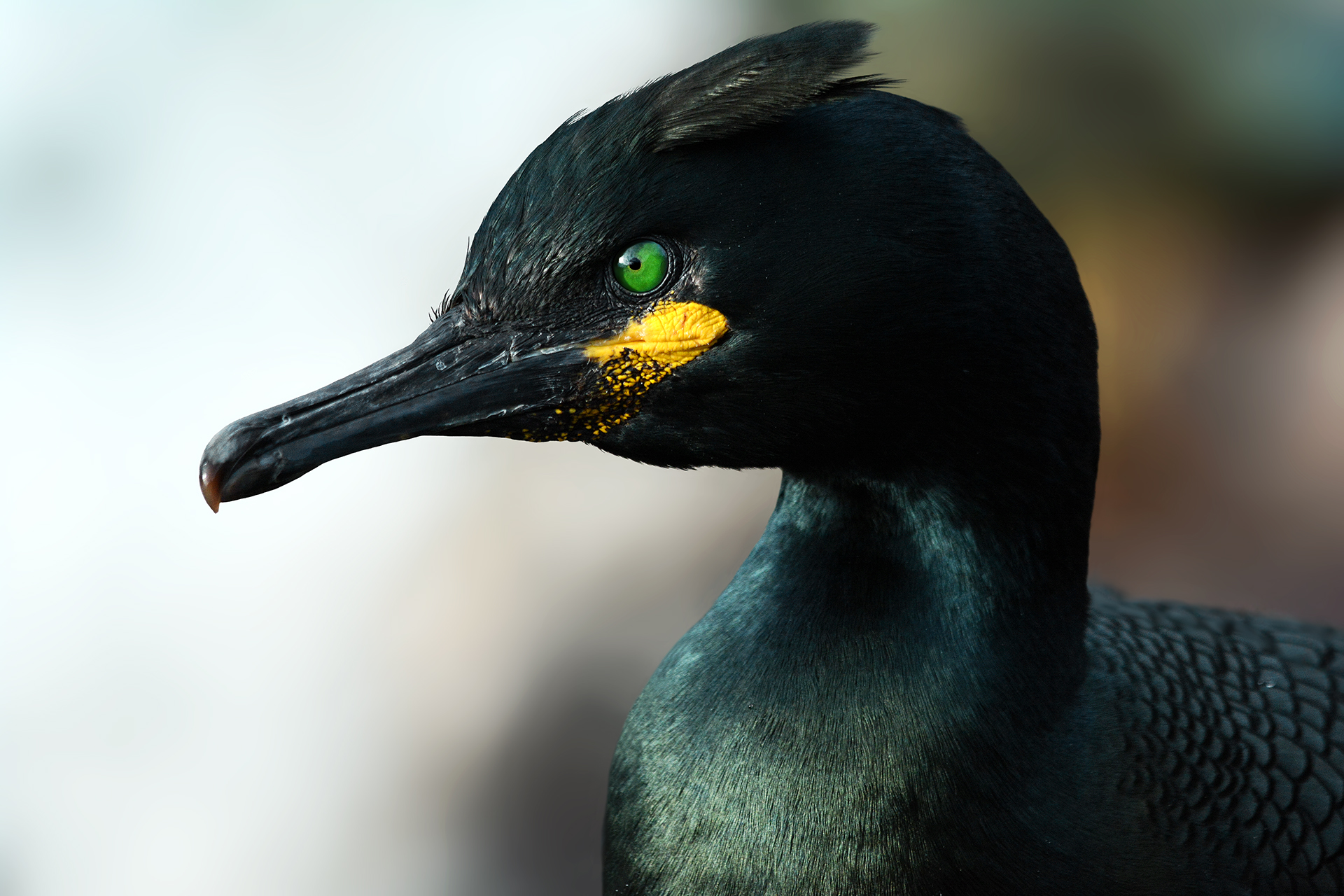 marangone dal ciuffo