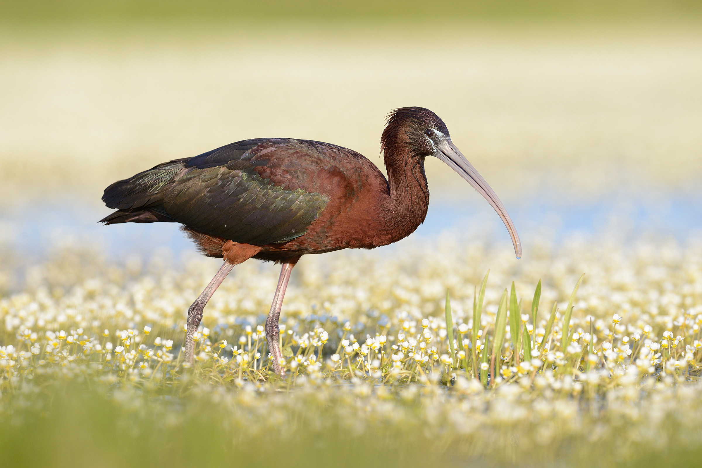 Mignattaio su un prato di ranuncoli