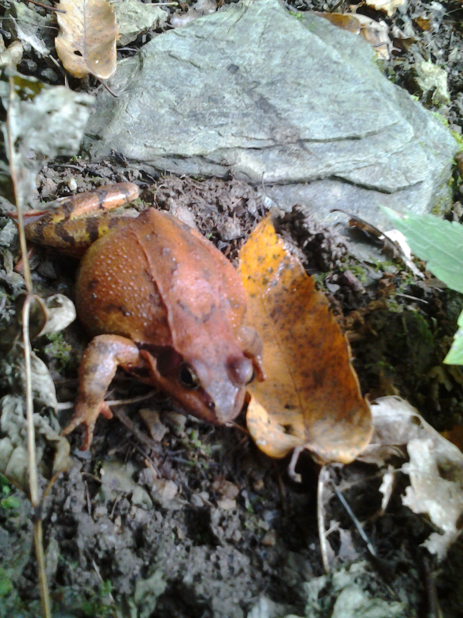 rana temporaria.....preparativi per il letargo