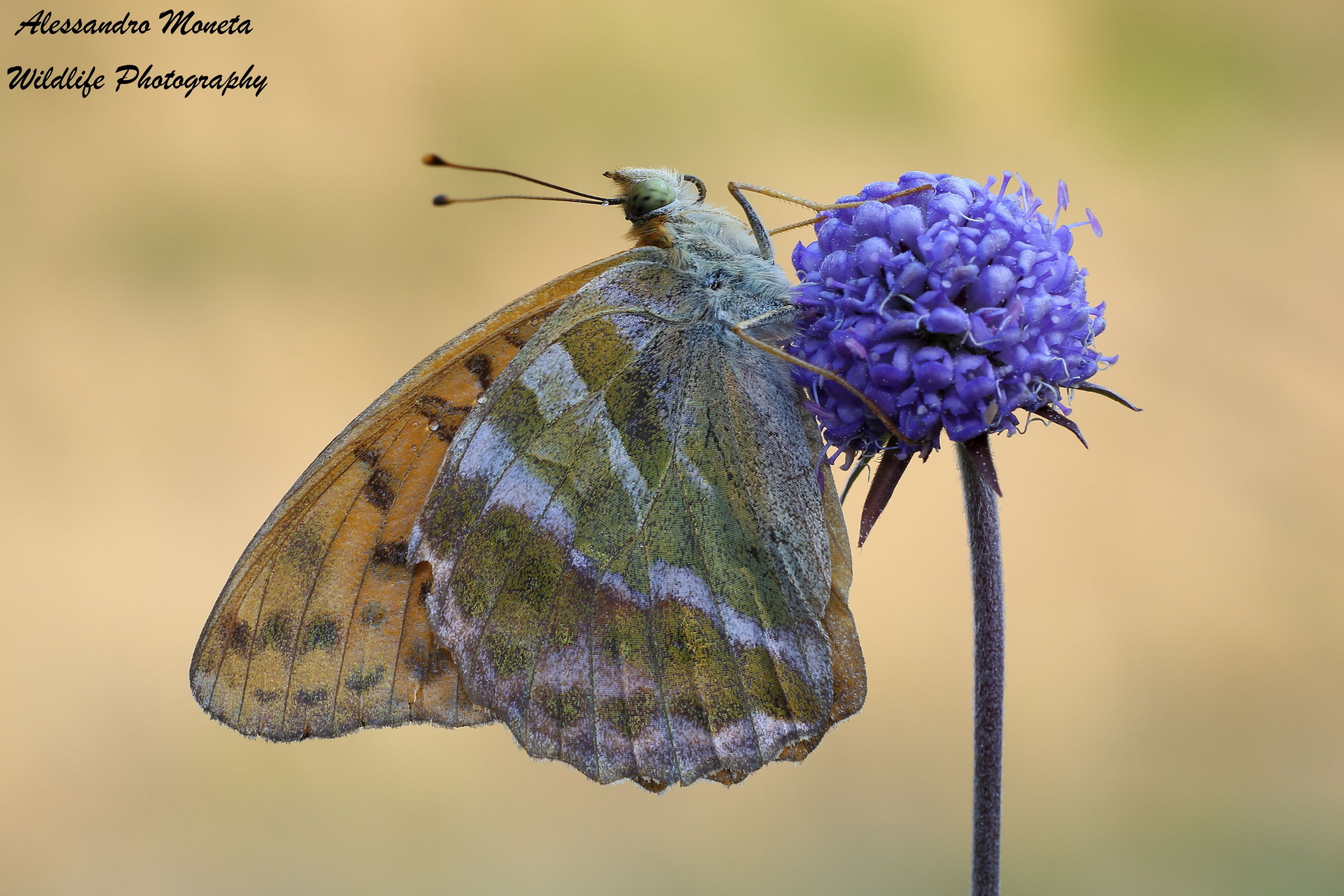 Argynnis pandora