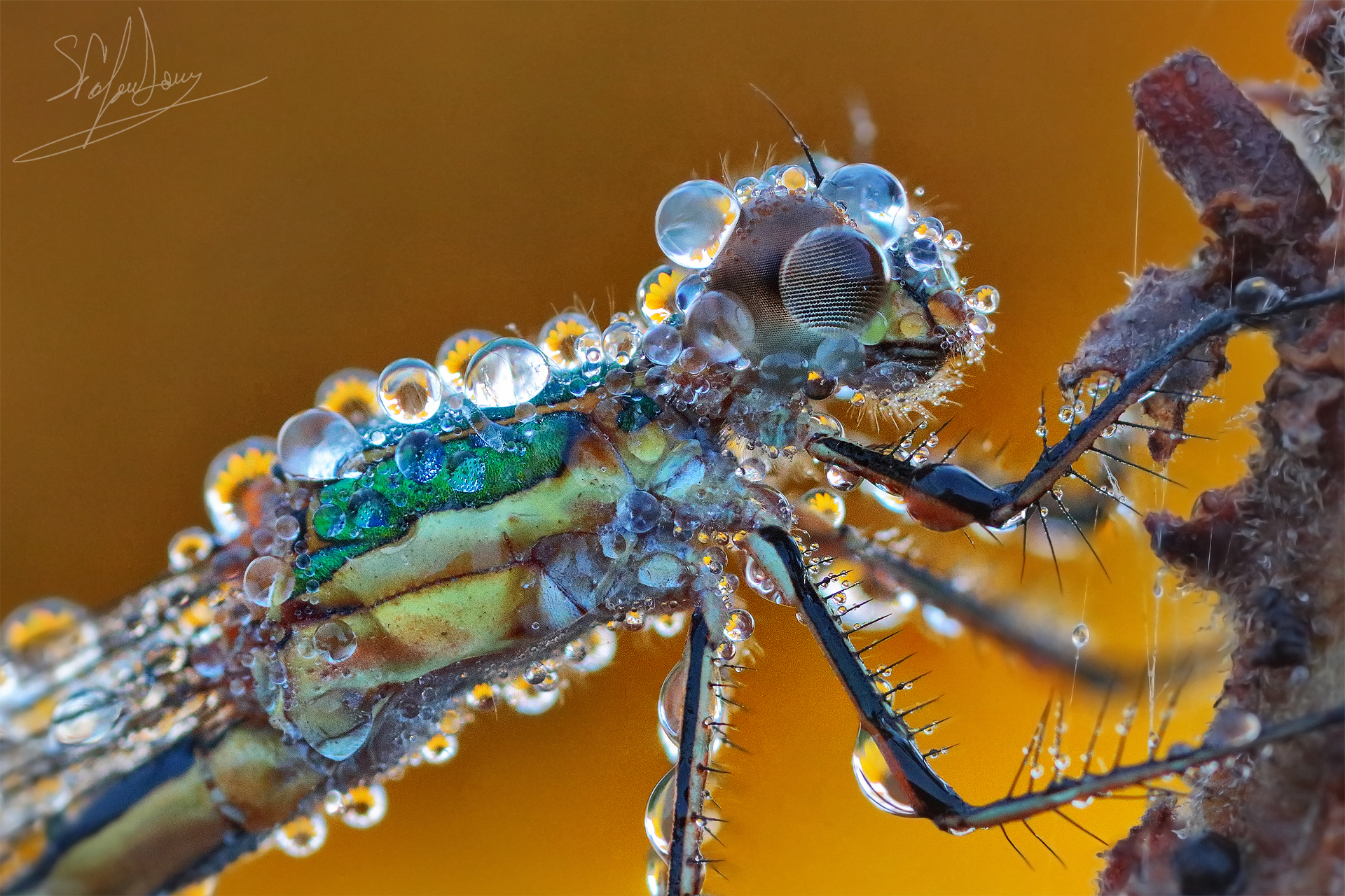 Piccole perle "floreali"