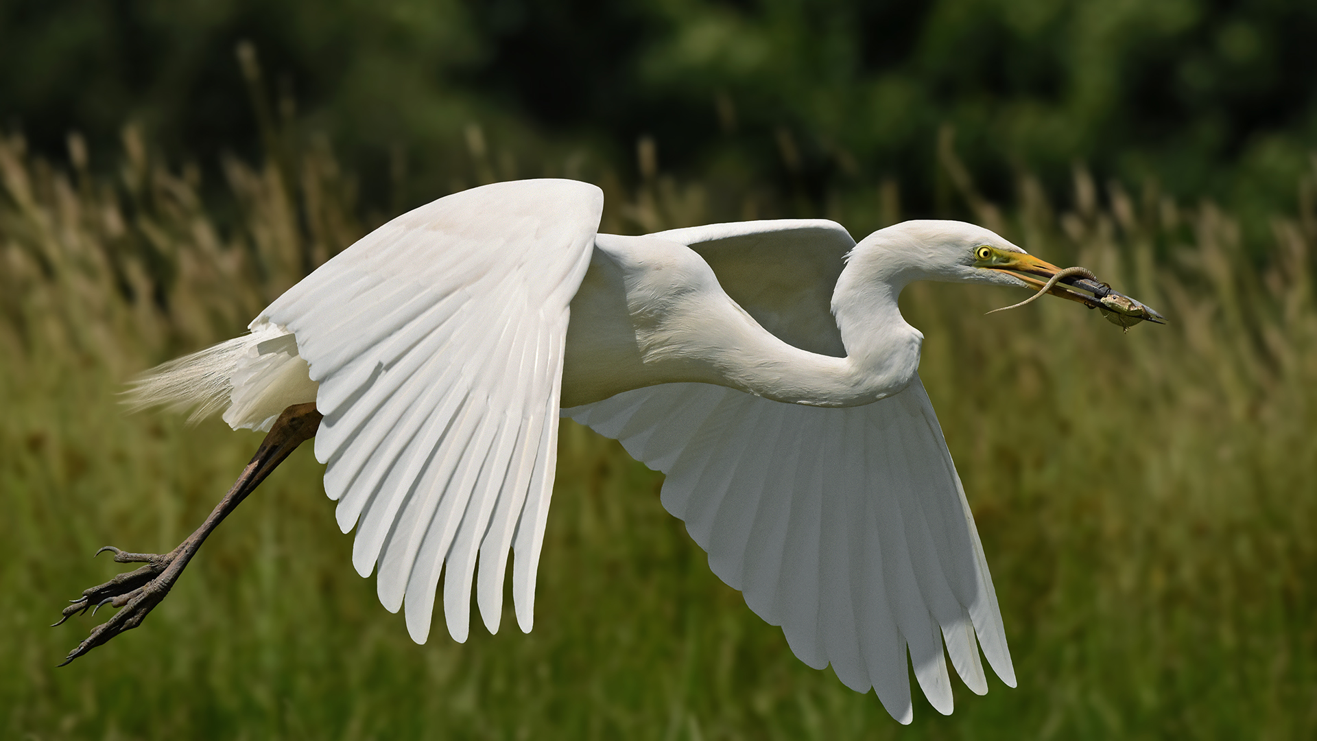 airone bianco maggiore