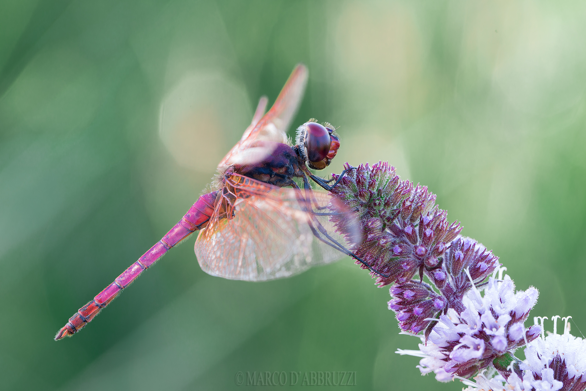 Trithemis annulata maschio