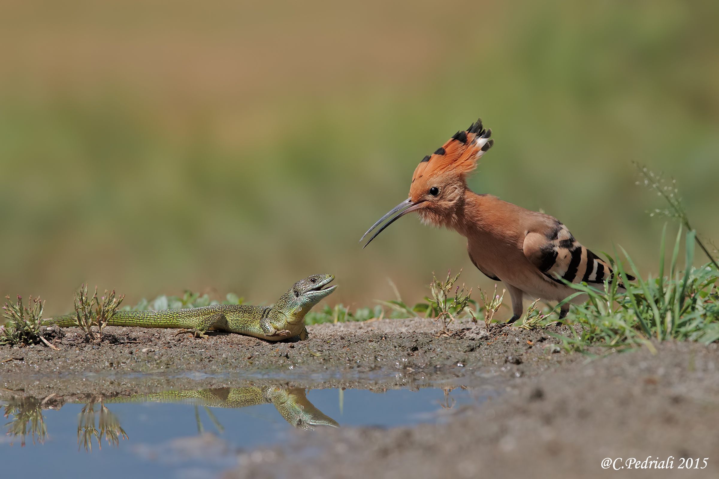 an intense look ... hoopoe and lizard ...