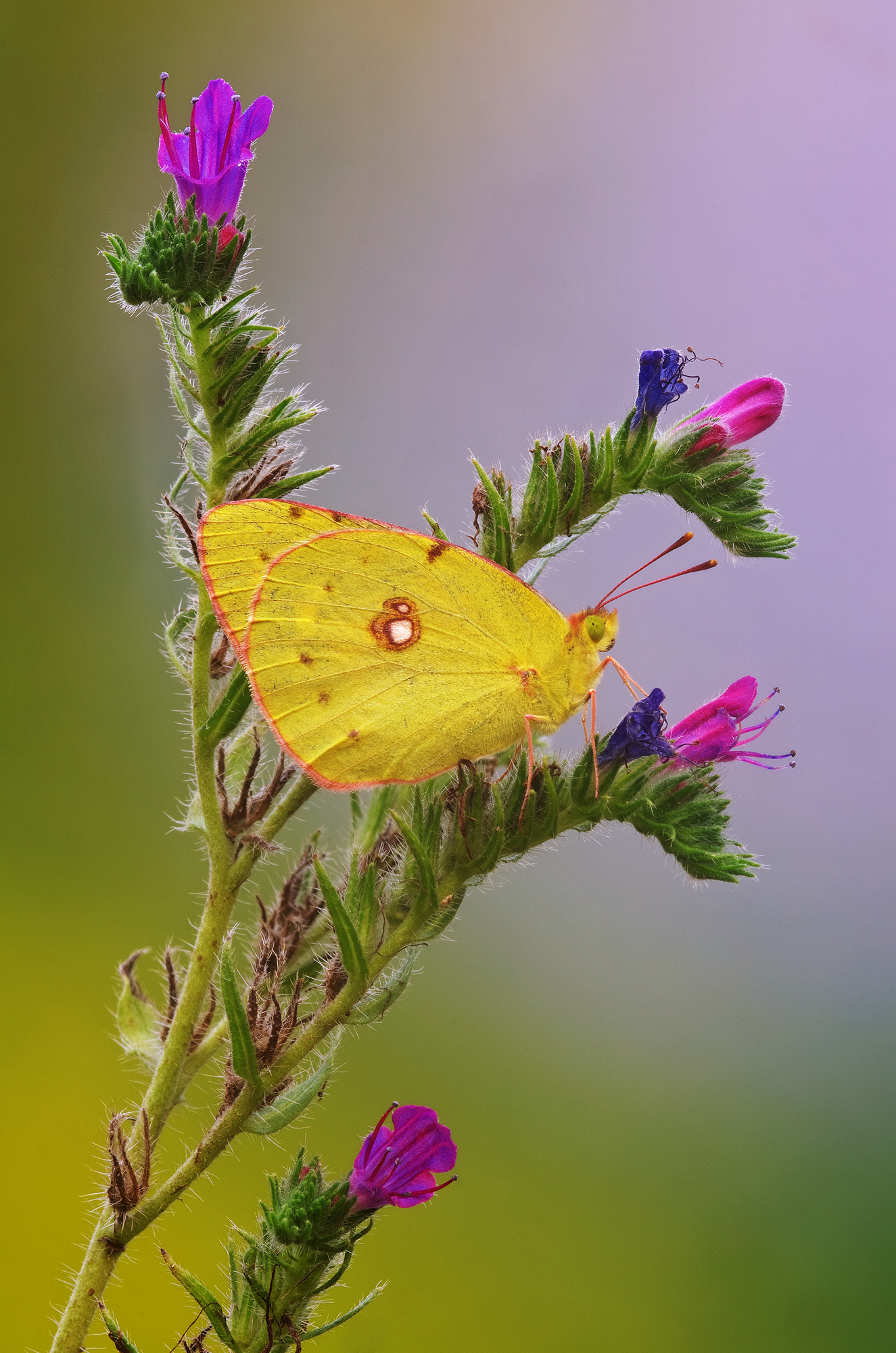 Colias viper in the grass