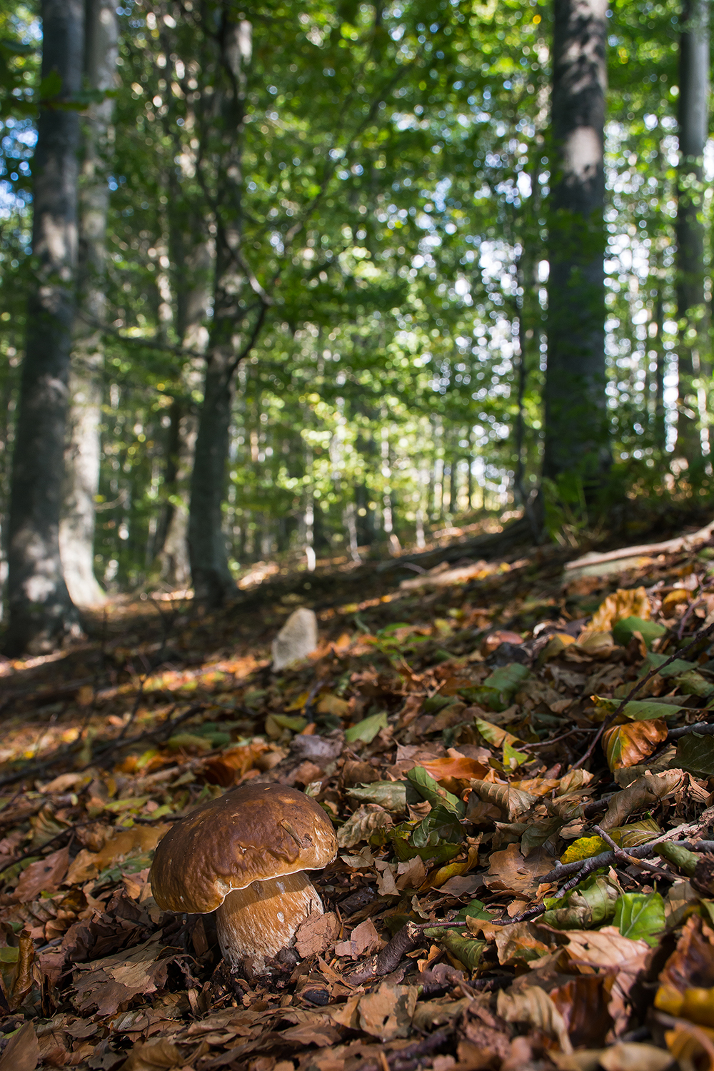 The king of the forest
