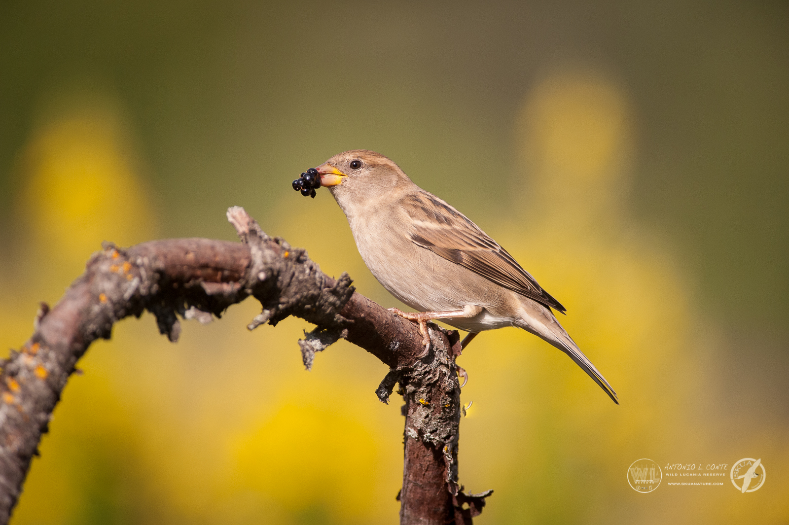 Passera d'italia (Passer italiae)